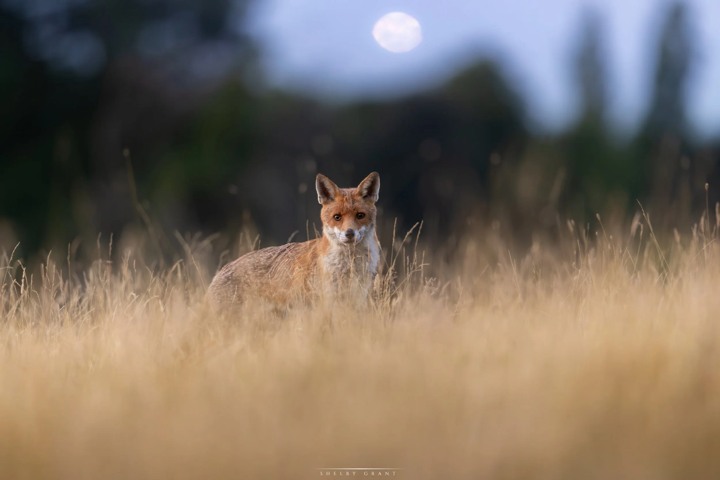 071A6583-Edit.jpg