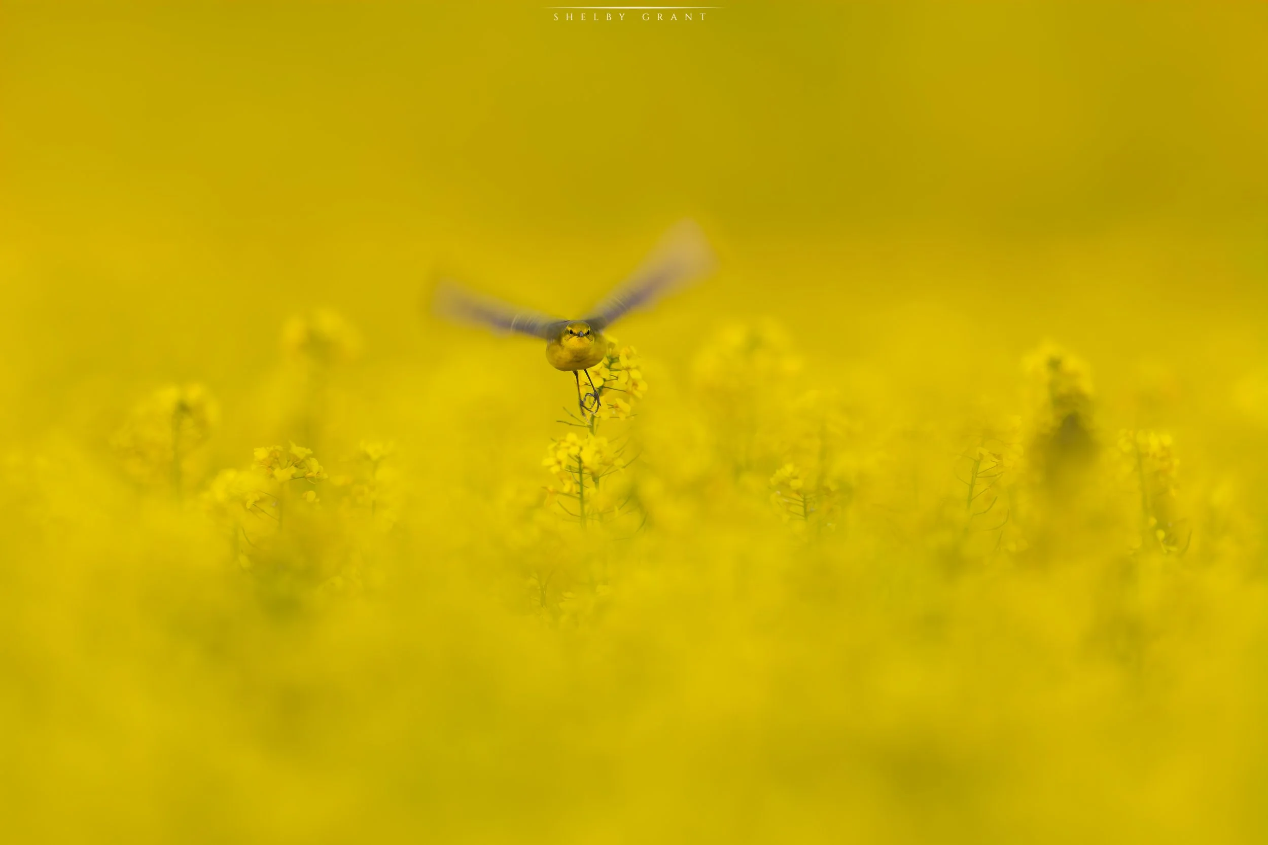 071A2634-Edit-Edit.jpg