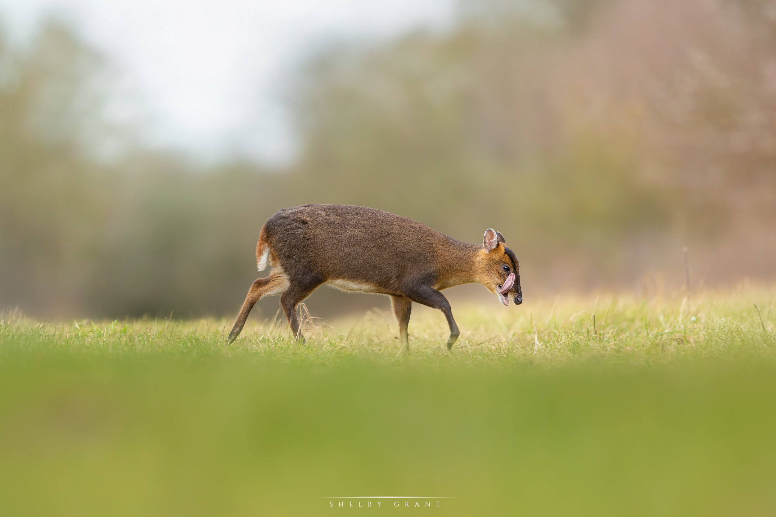"The Hungry Muntjac"