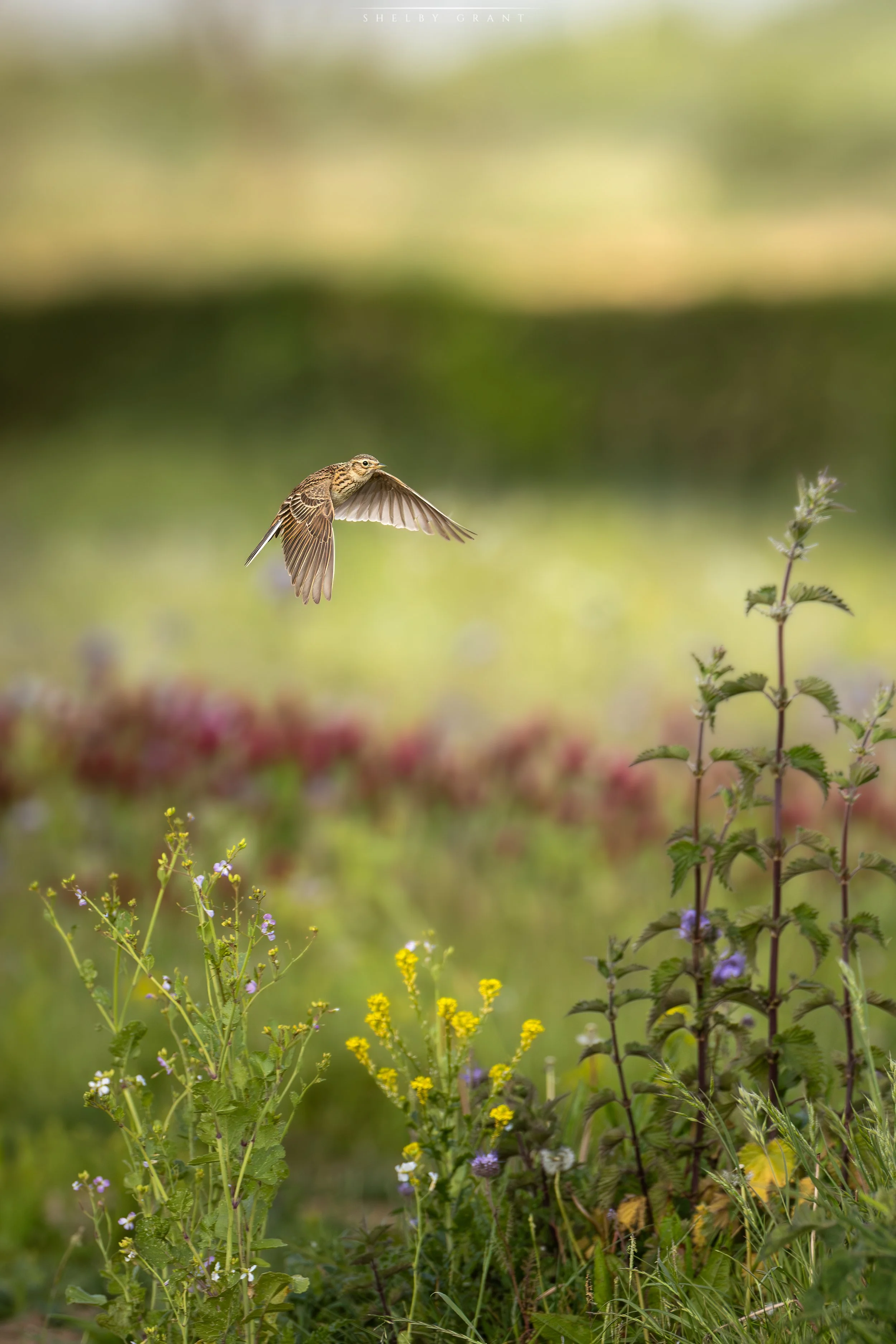 071A8648-Edit.jpg