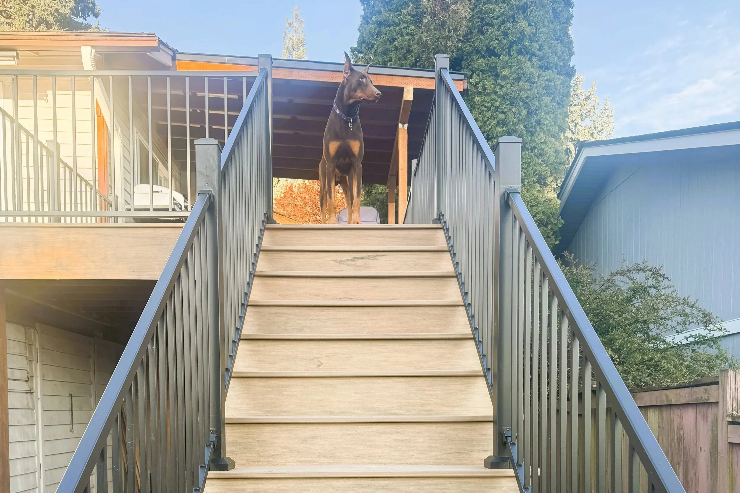 A large black and brown Doberman dog standing on a wooden stairway, looking to the right, with a house and tall trees in the background.