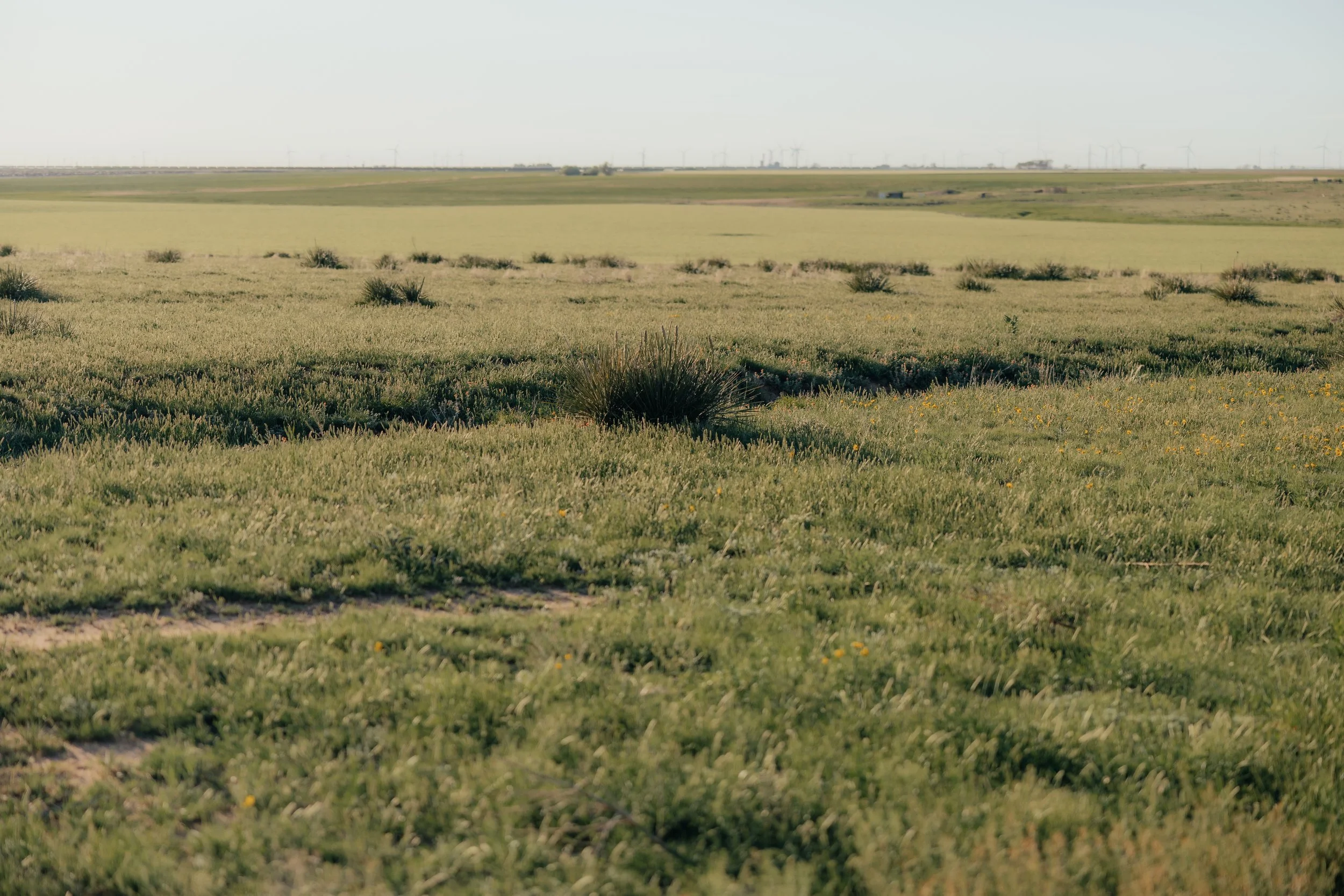 Wide view of a green grassland with small shrubs, distant wind turbines, and a clear sky.