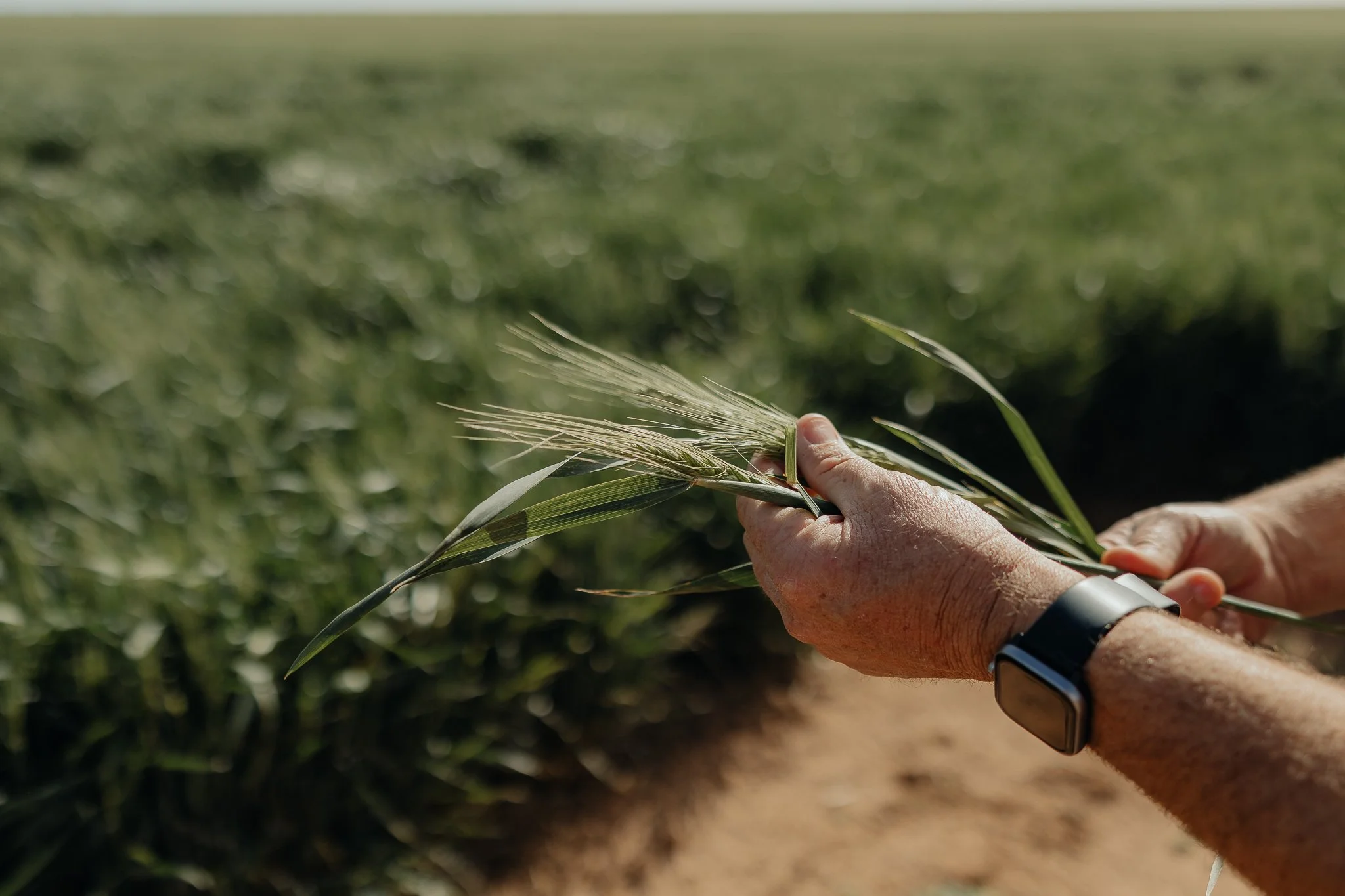 A person's hands holding a stalk of wheat in a field with a dirt path nearby, under bright sunlight.