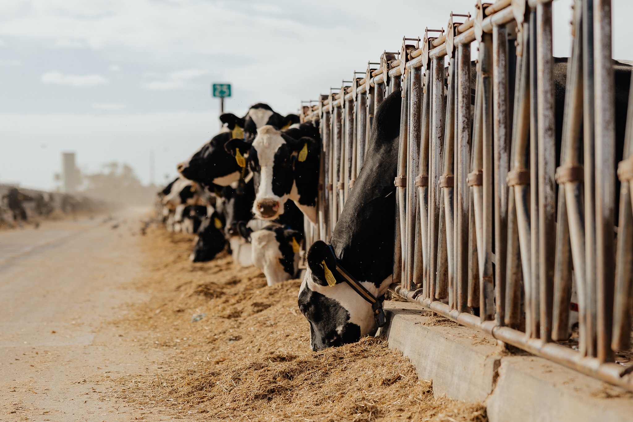 A line of Holstein cows feeding on hay through a metal fence along a dirt road.