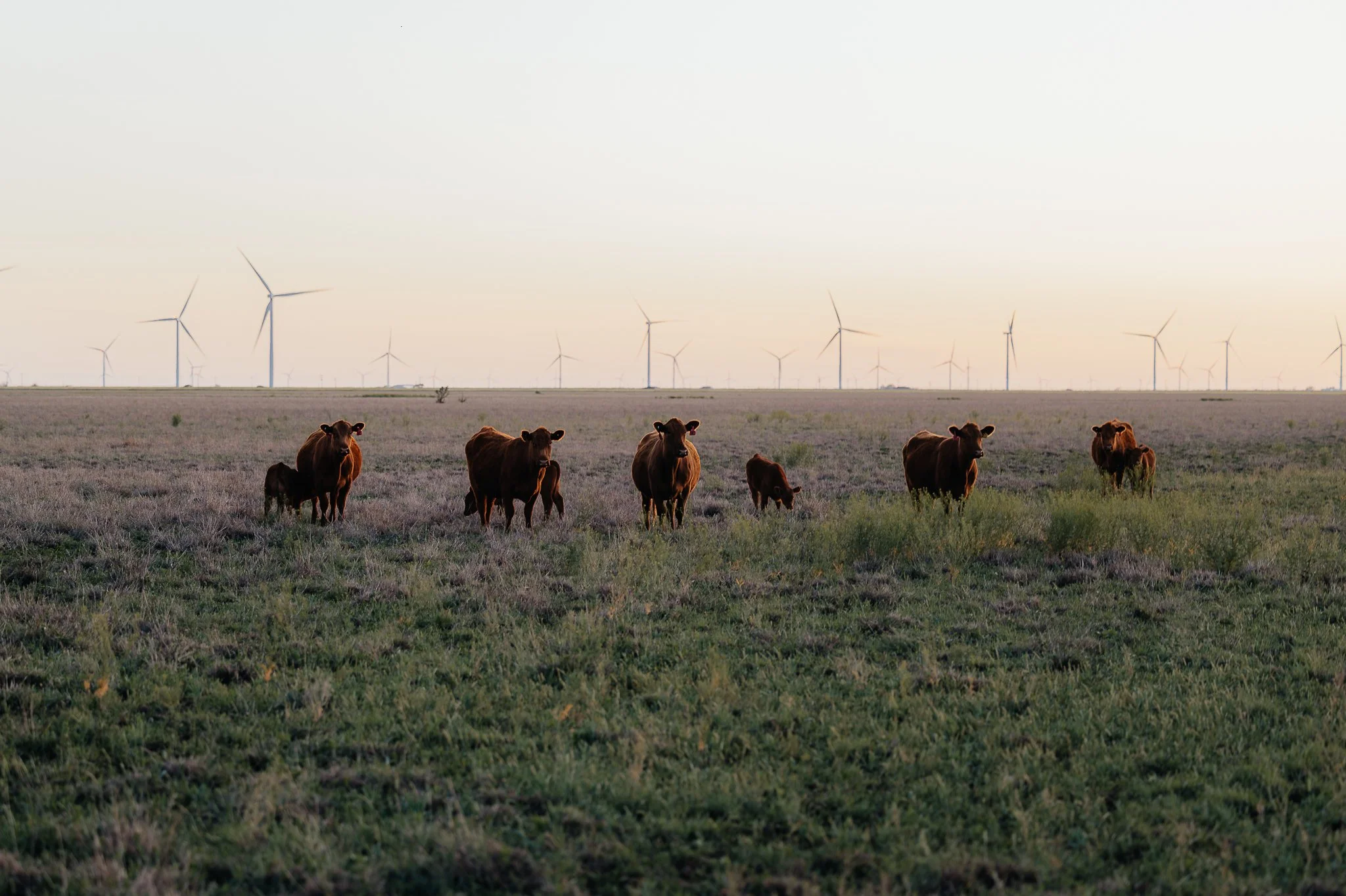 A group of cows grazing on grass in a field with wind turbines in the background at sunset.