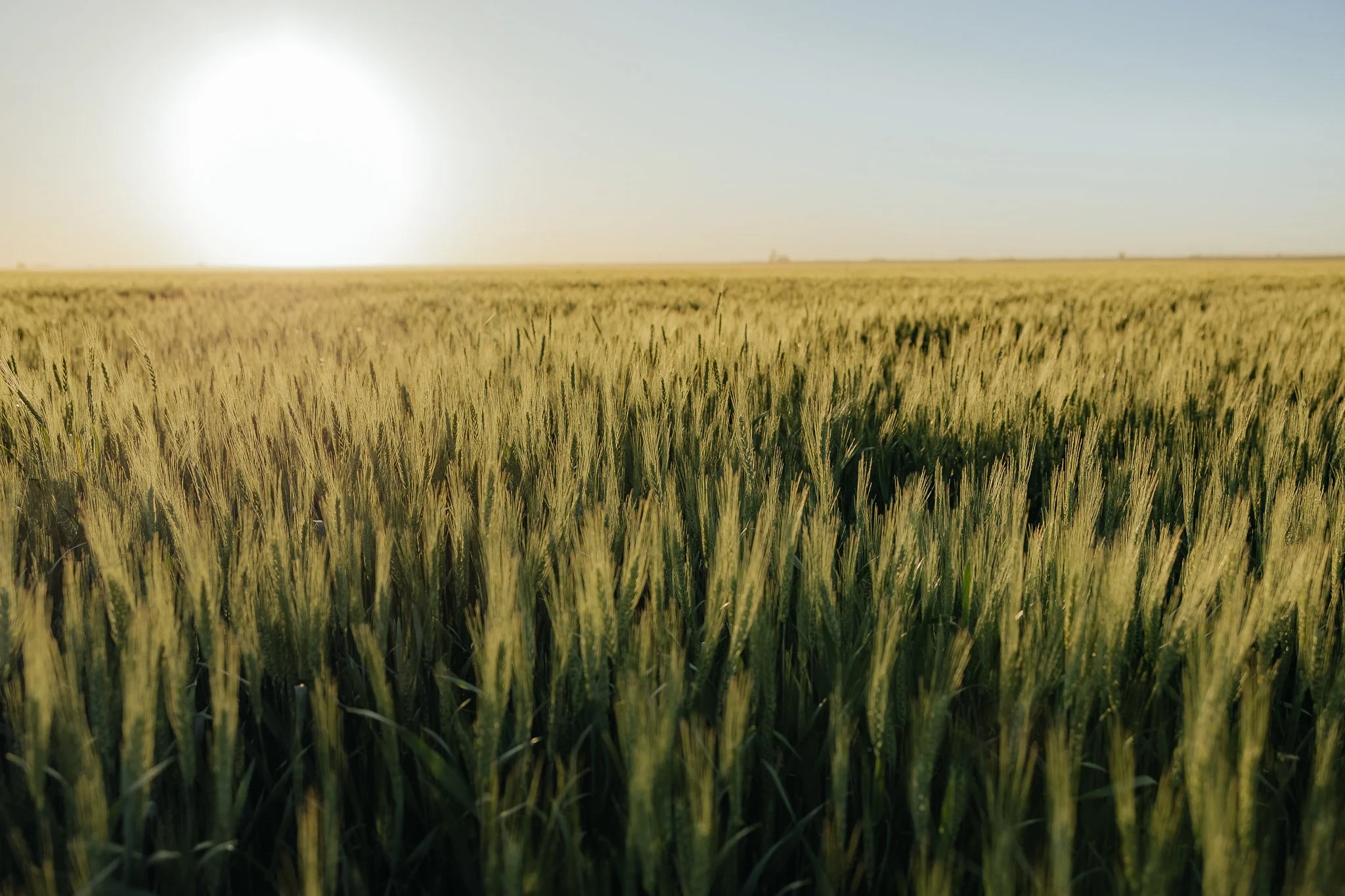 A vast green wheat field under a bright sun with a clear blue sky.