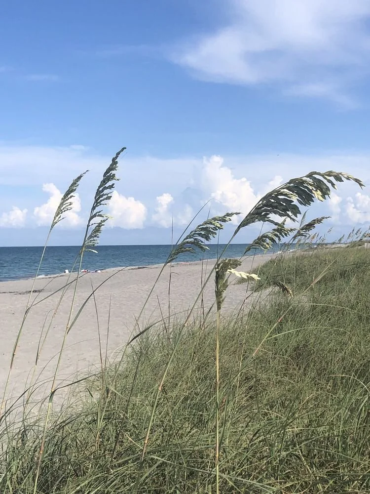 Beach scene with sea oats and ocean view