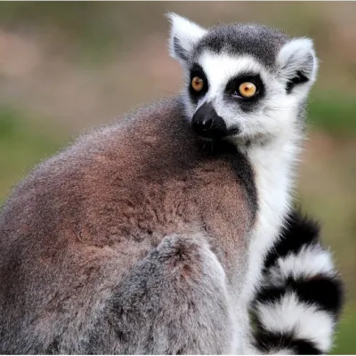 lemurzoo.png