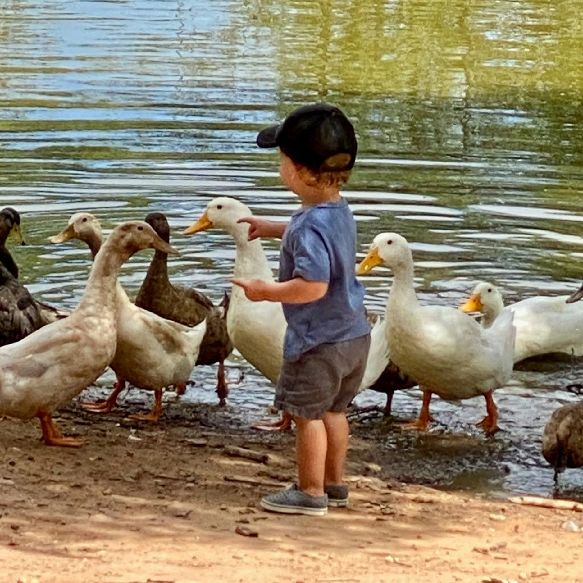 Hanging+Out+with+Ducks+-+Clovis.jpg