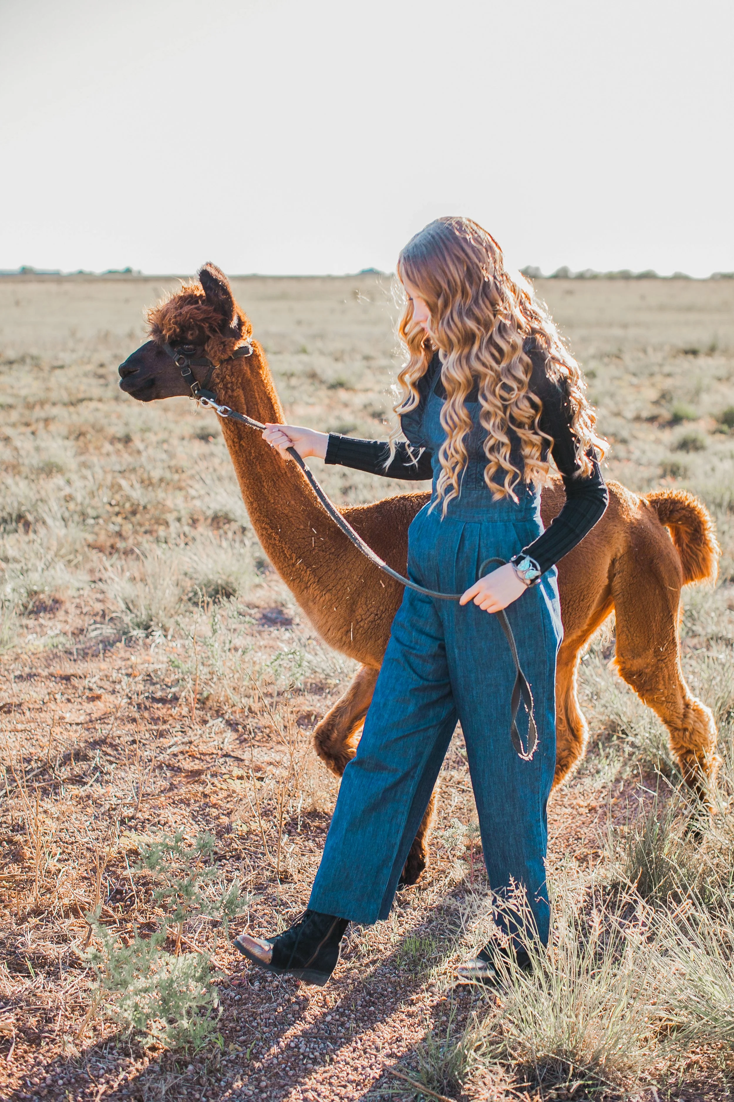 Clovis Alpaca Minis 100519 (2).jpg