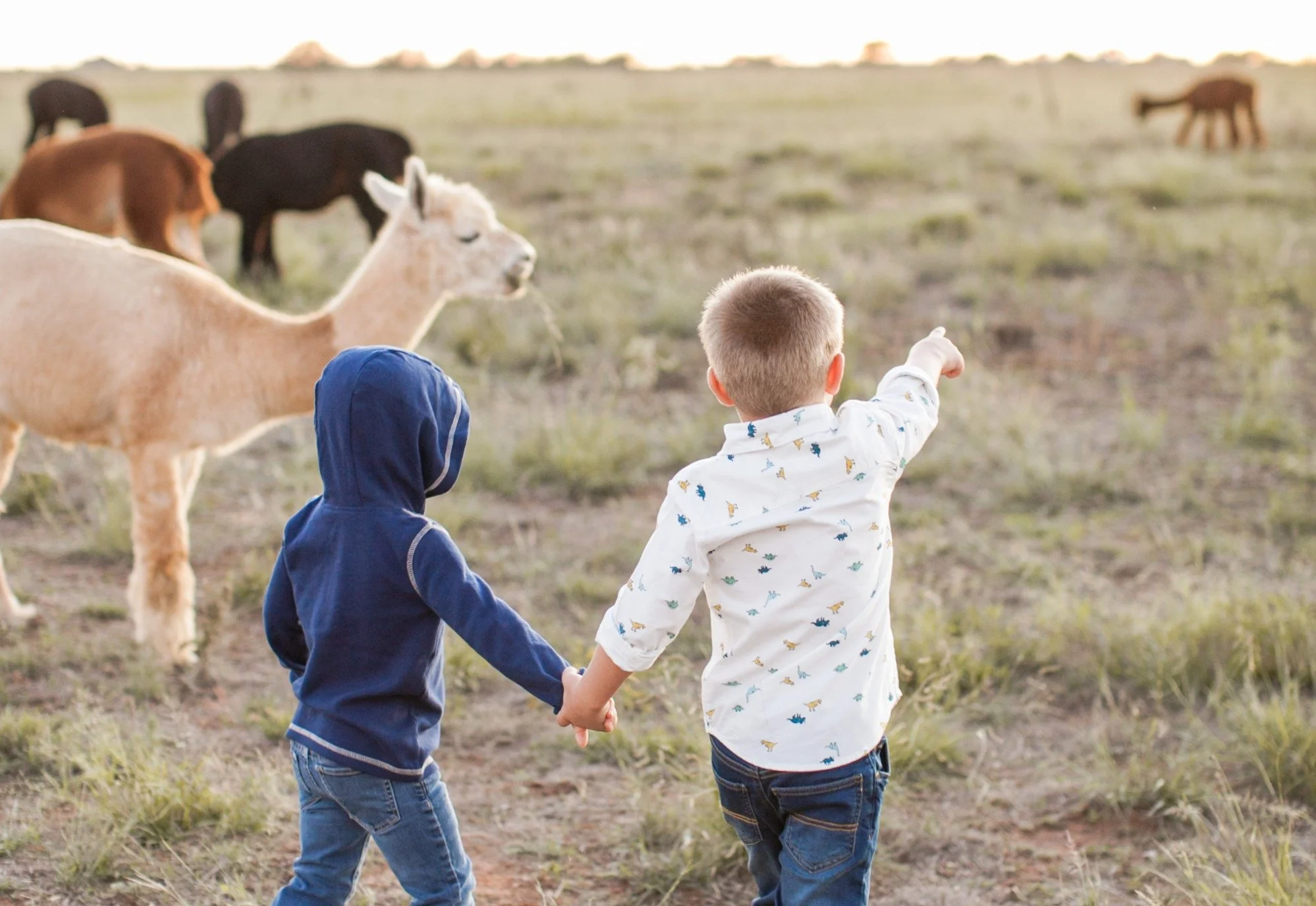 Clovis Alpaca Minis Oct 19.jpg