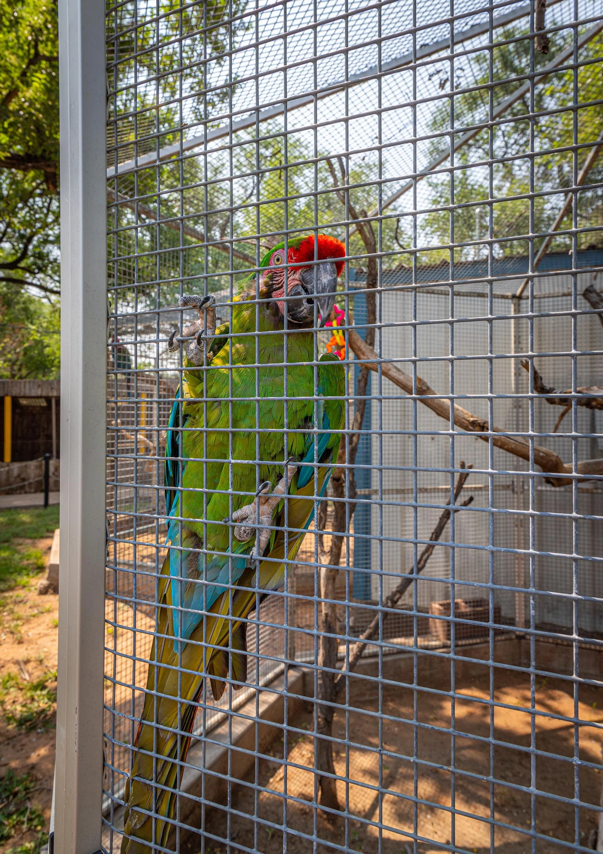 Clovis Hillcrest Park Zoo Aug 21 (4).jpg