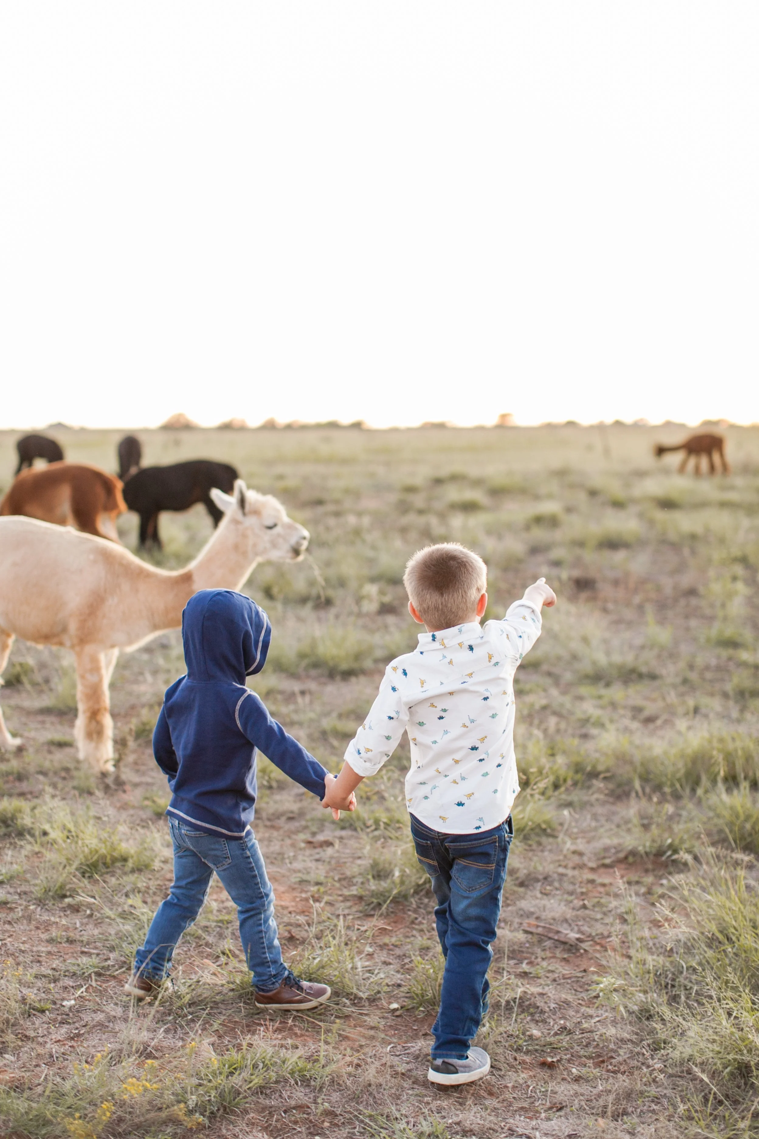 Clovis Alpaca Minis 100519.jpg