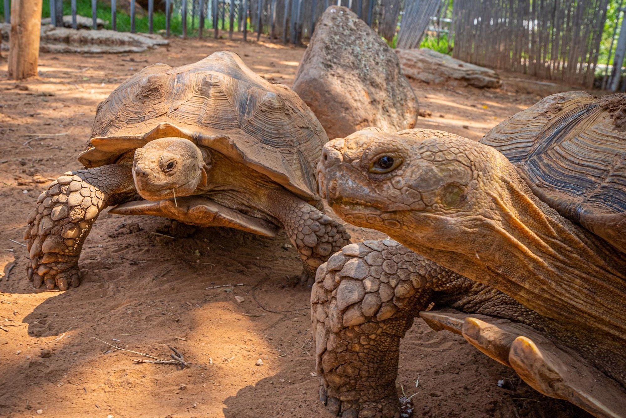 Clovis Hillcrest Park Zoo Aug 21.jpg