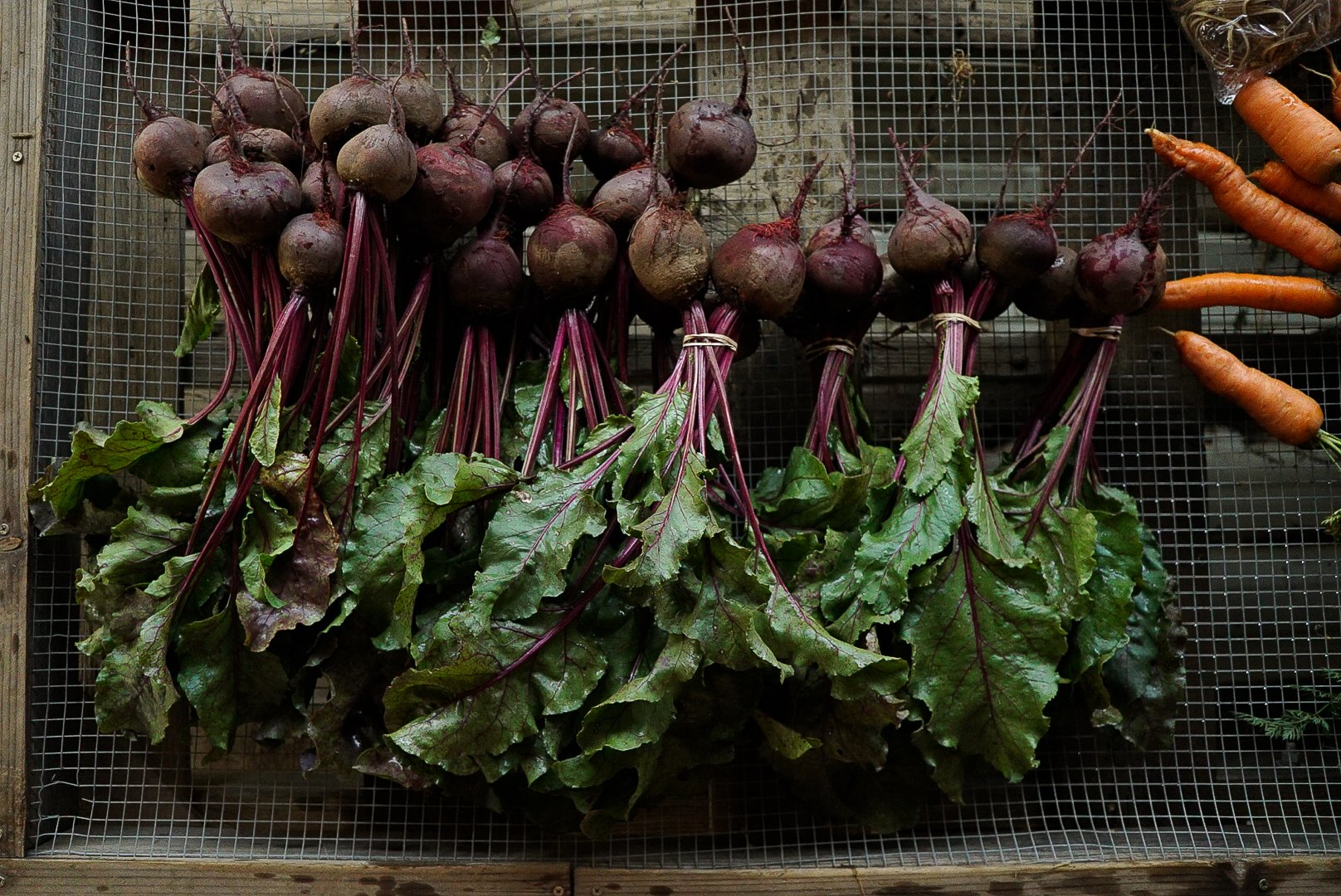 Fresh beets with green leaves and orange carrots on a wire mesh against a wooden frame. Photo © Rachelle Lerude – The Farm Photographer