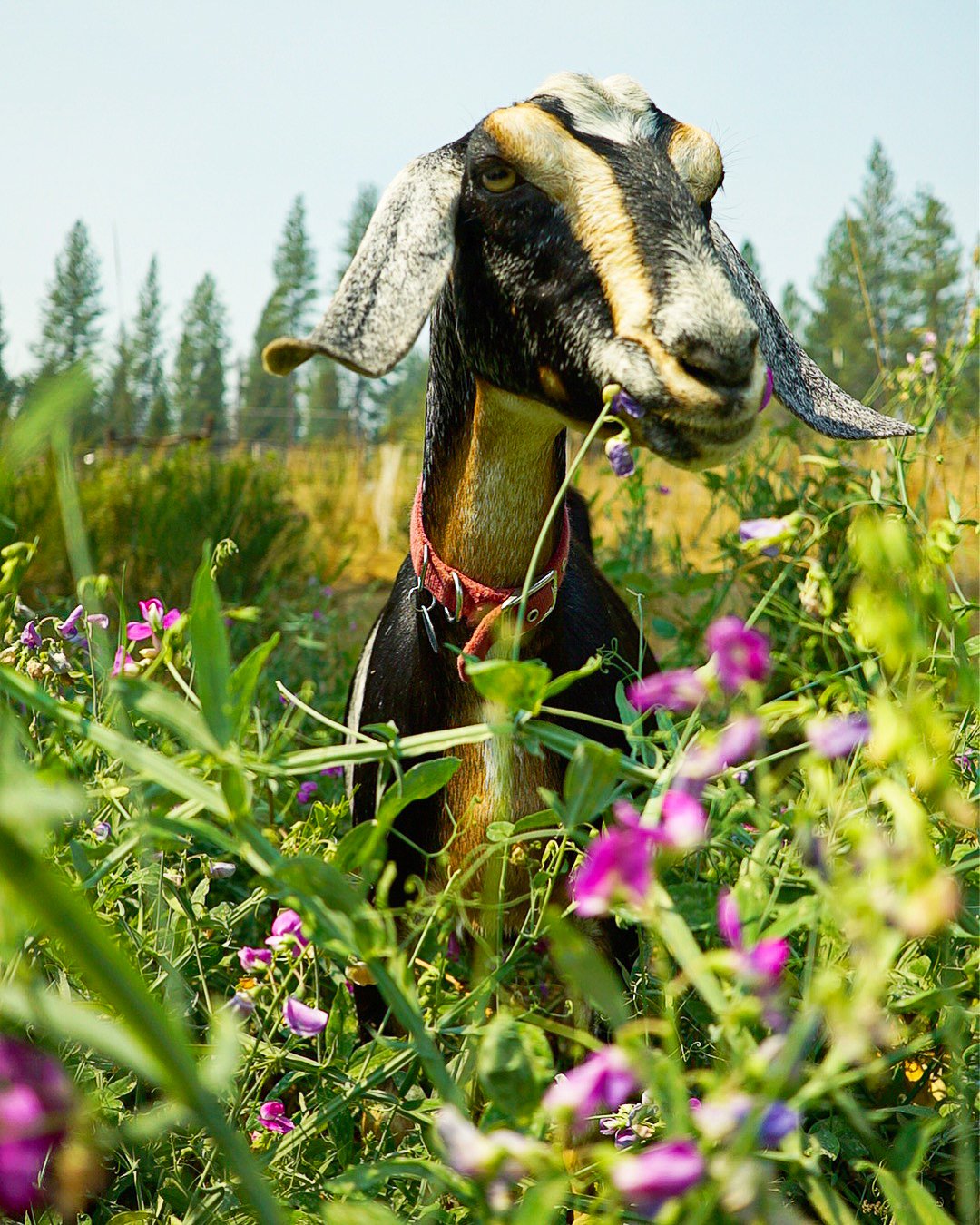 Close-up of a goat with black, white, and tan fur standing amid tall green grass and purple flowers in a field, with a line of trees in the background. Photo © Rachelle Lerude – The Farm Photographer