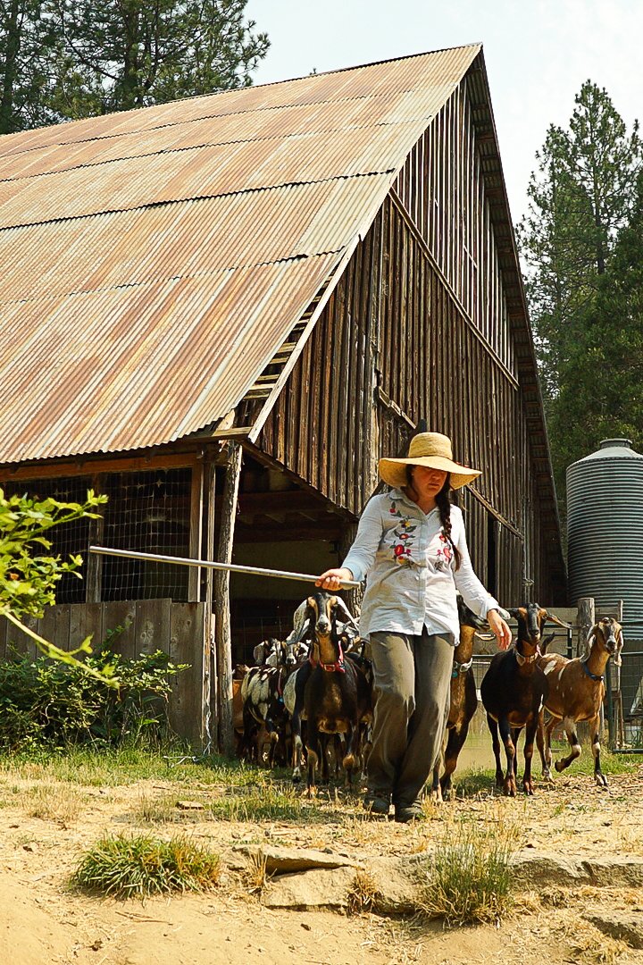 A woman wearing a wide-brimmed straw hat and embroidered shirt leading a small herd of goats with a stick on a farm. Photo © Rachelle Lerude – The Farm Photographer