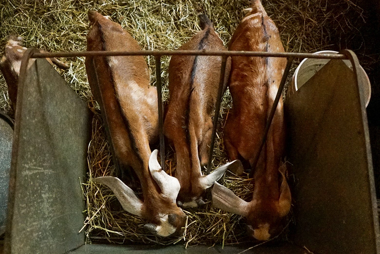 Three young brown goats lying down on hay inside a metal enclosure. Photo © Rachelle Lerude – The Farm Photographer