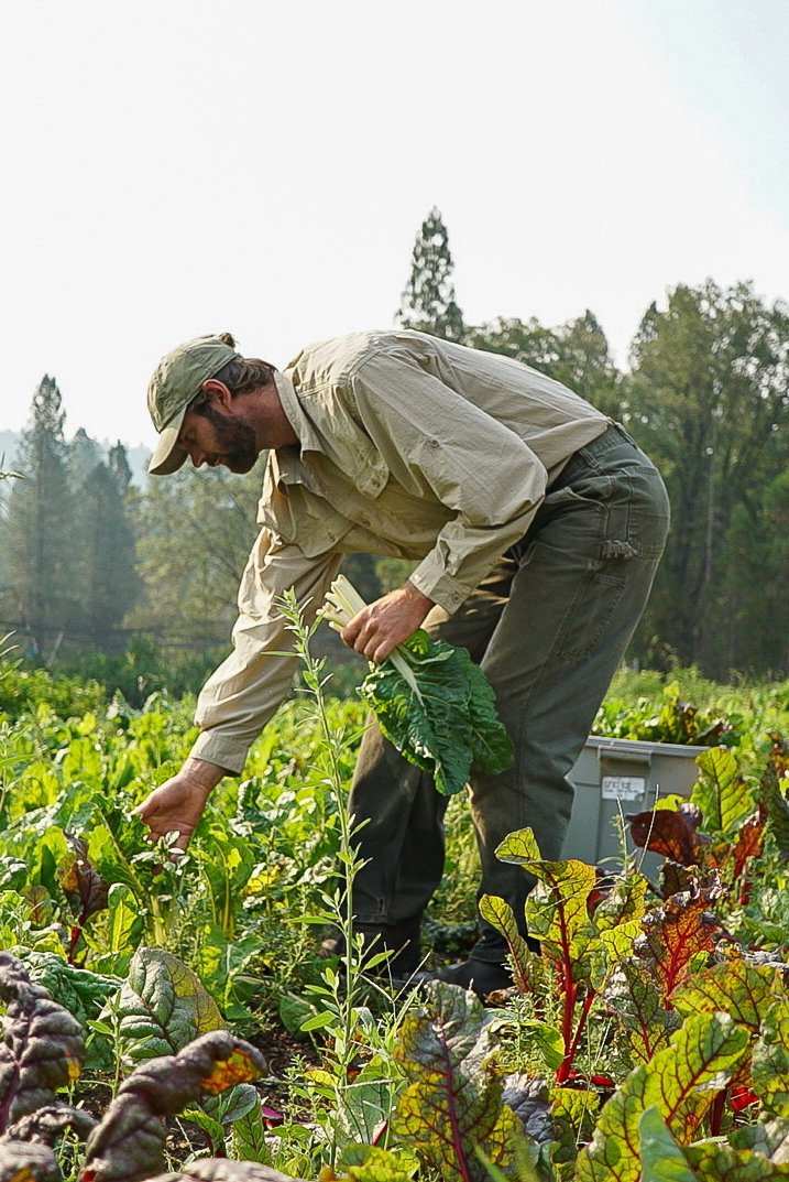 A man in outdoor clothing and a cap harvesting vegetables in a farm field with green leafy plants, trees, and clear sky in the background. Photo © Rachelle Lerude – The Farm Photographer