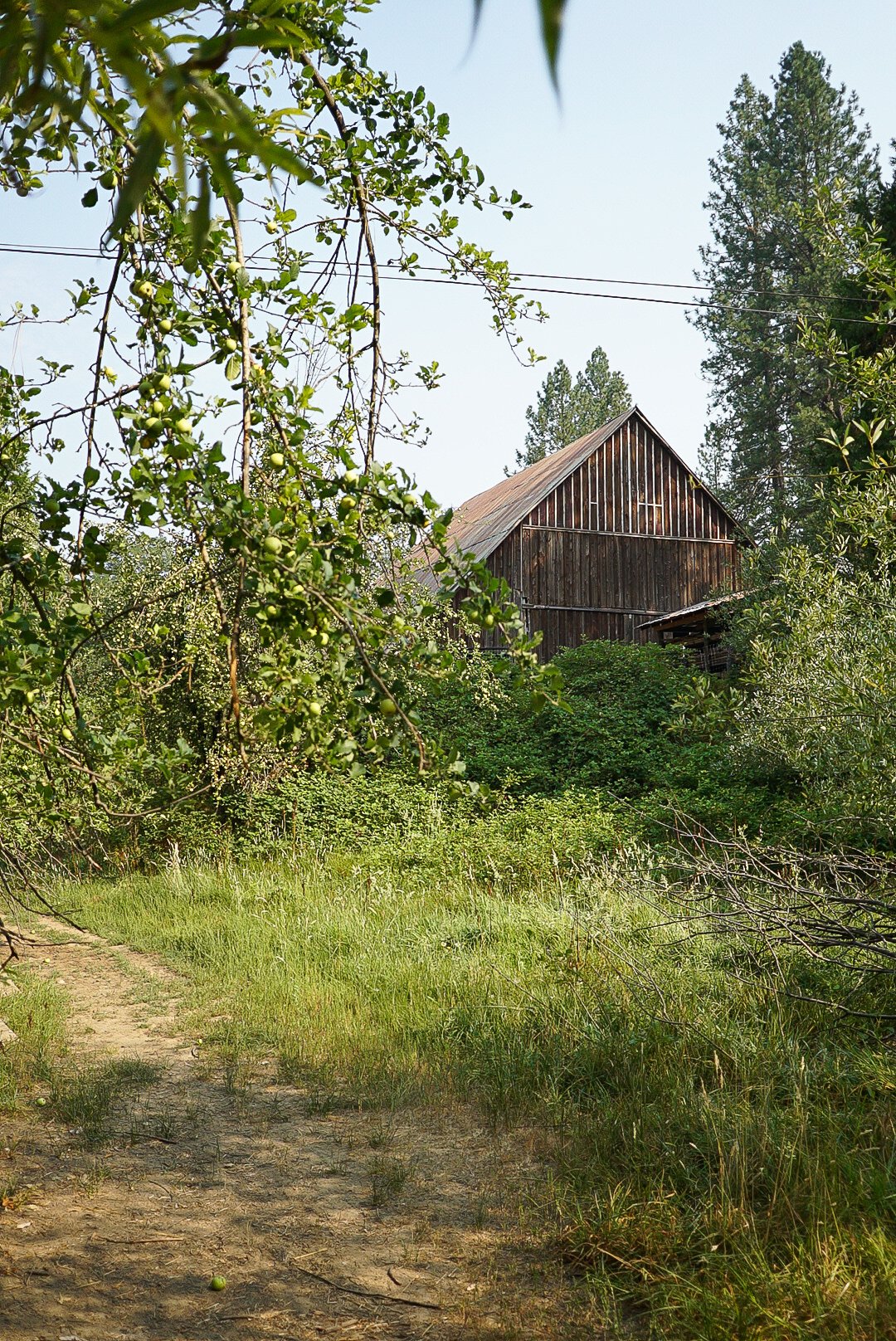 A rustic wooden barn surrounded by green trees and grass, with a dirt path leading to it. Photo © Rachelle Lerude – The Farm Photographer