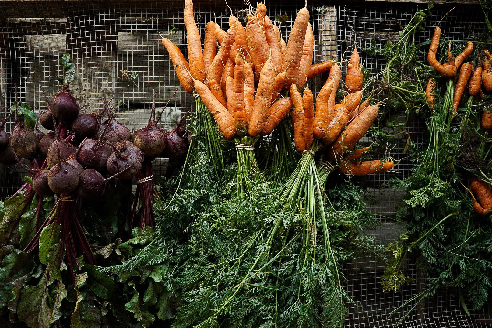 Bunches of purple beets and orange carrots hanging from a wire mesh background. Photo © Rachelle Lerude – The Farm Photographer