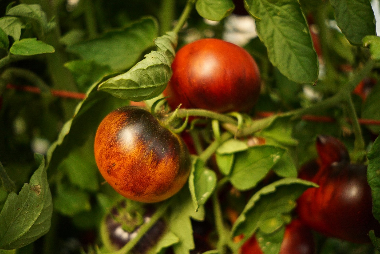 Close-up of ripening tomatoes on a vine with green leaves. Photo © Rachelle Lerude – The Farm Photographer