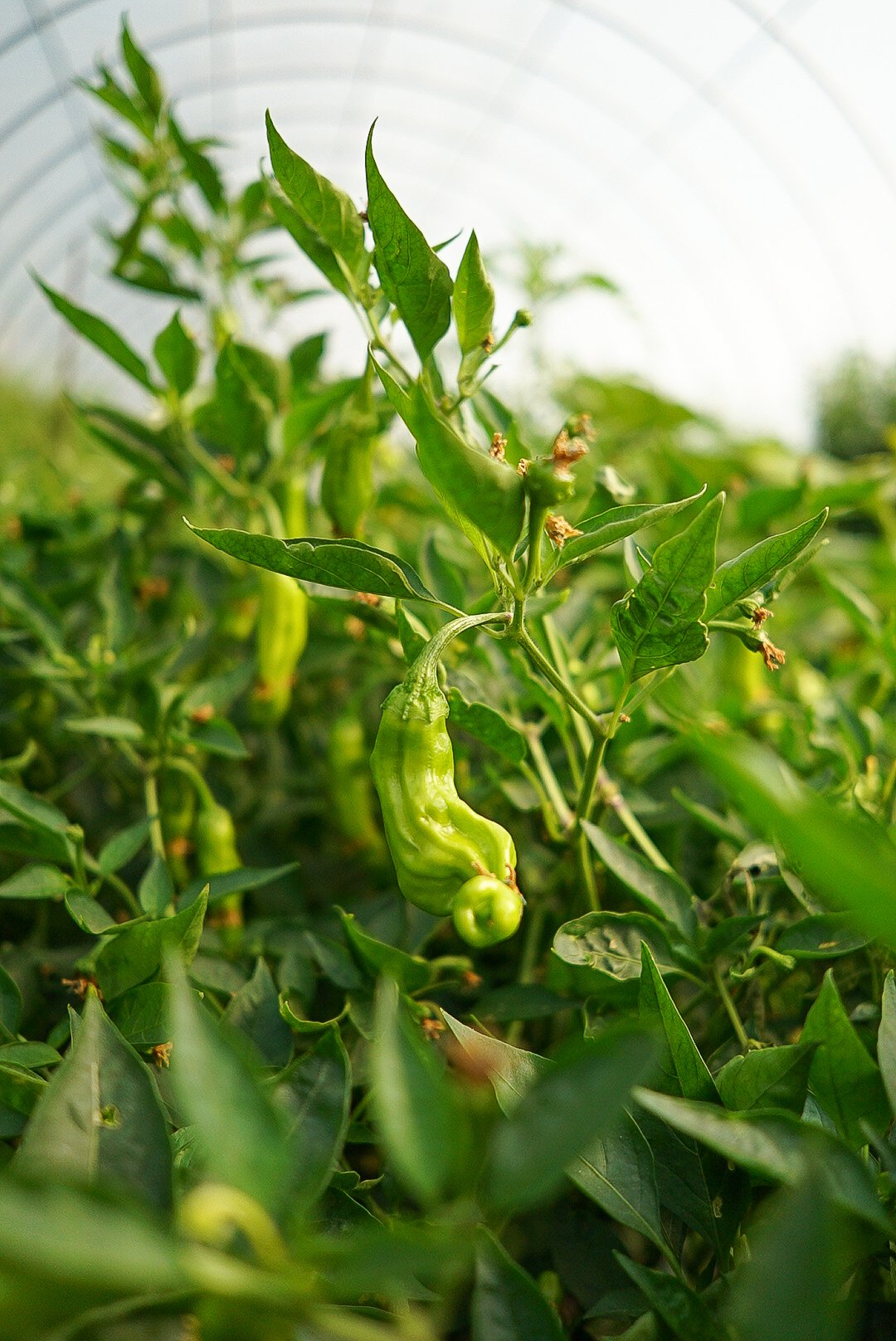 Green pepper growing on a plant inside a greenhouse. Photo © Rachelle Lerude – The Farm Photographer
