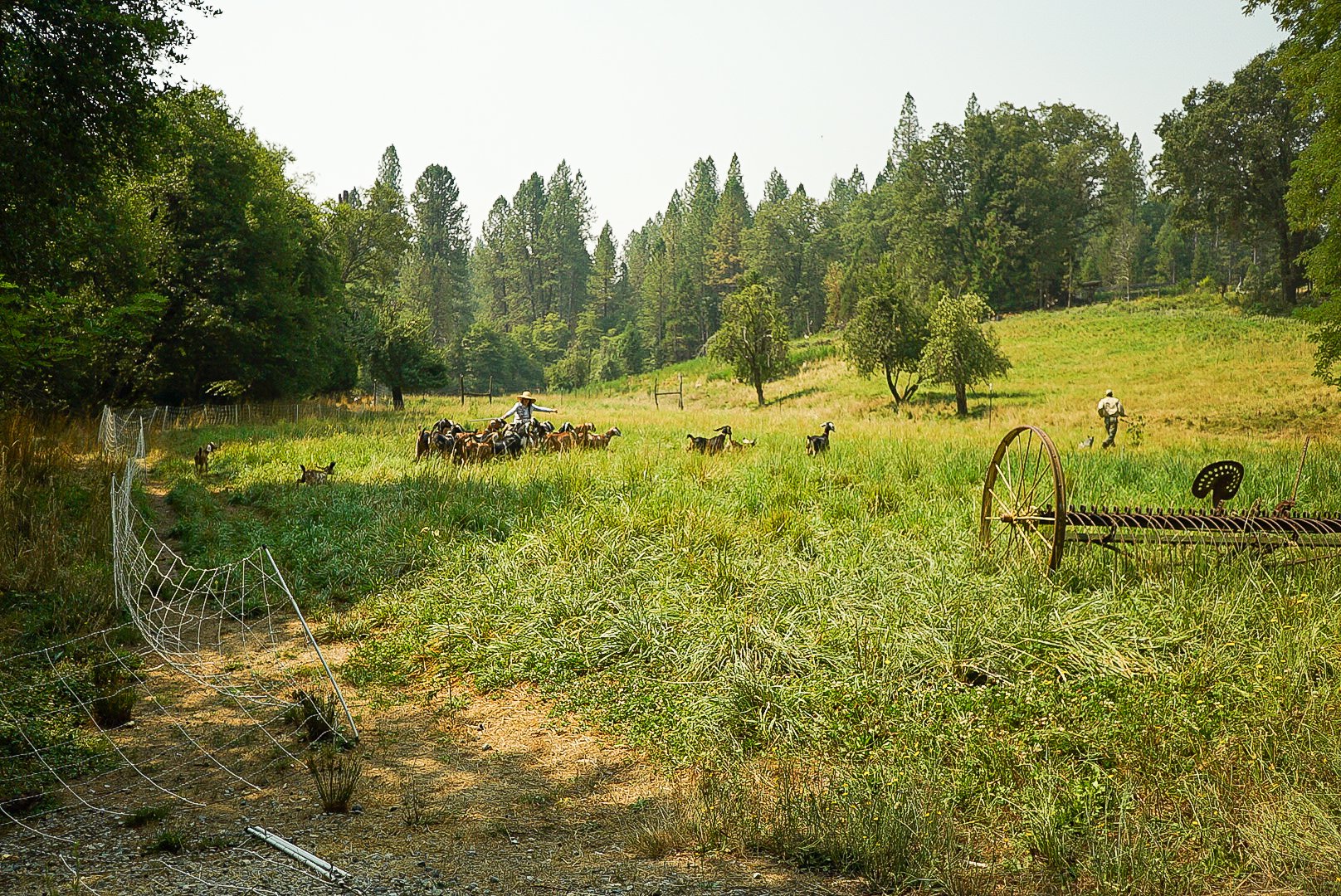 Ranch scene with a farmer herding goats through a grassy field, surrounded by trees, with a person in the distance and farm equipment on the right. Photo © Rachelle Lerude – The Farm Photographer