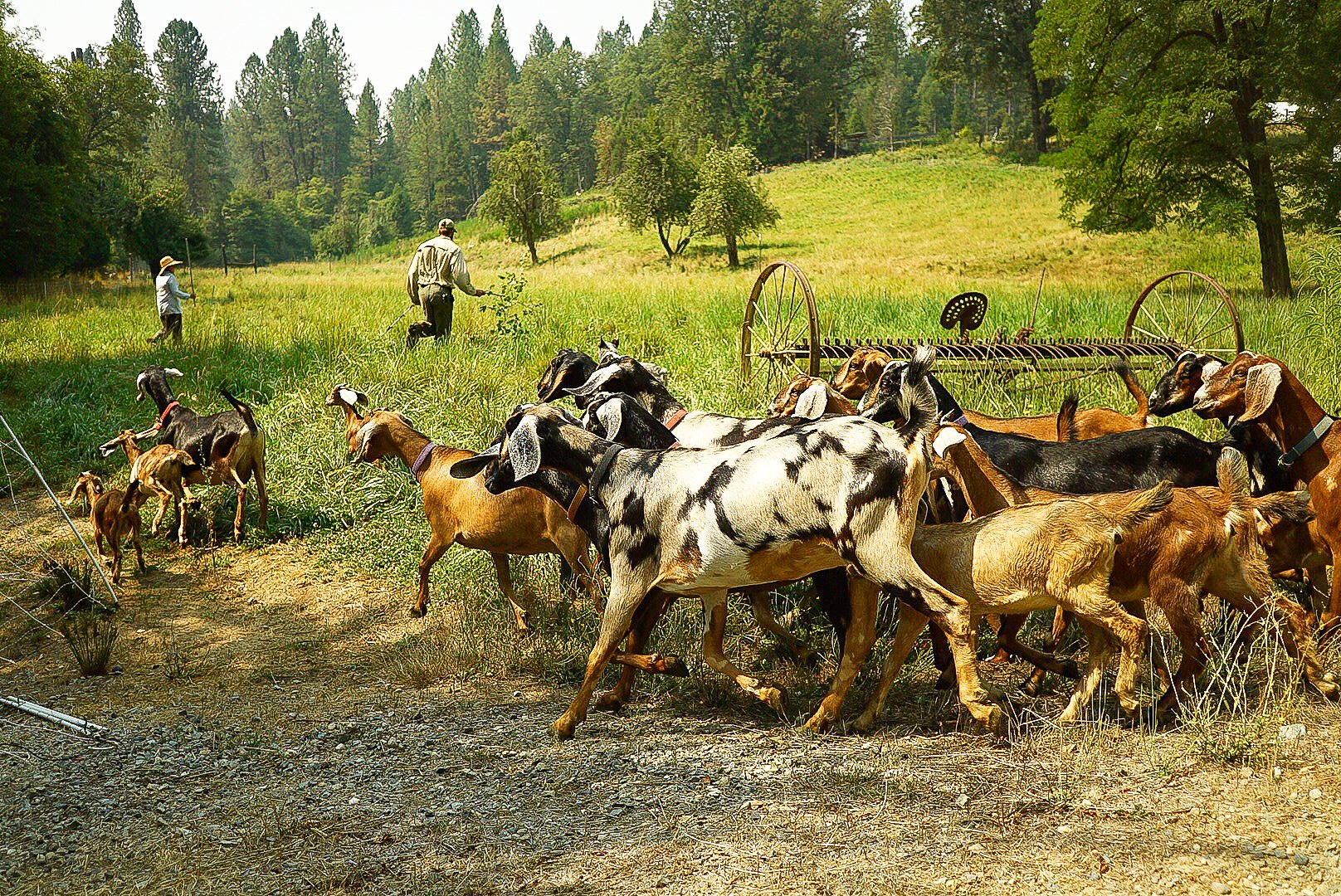 Farmers guiding a herd of goats through a green pasture with trees and hills in the background, and a metal hay rake in the field. Photo © Rachelle Lerude – The Farm Photographer