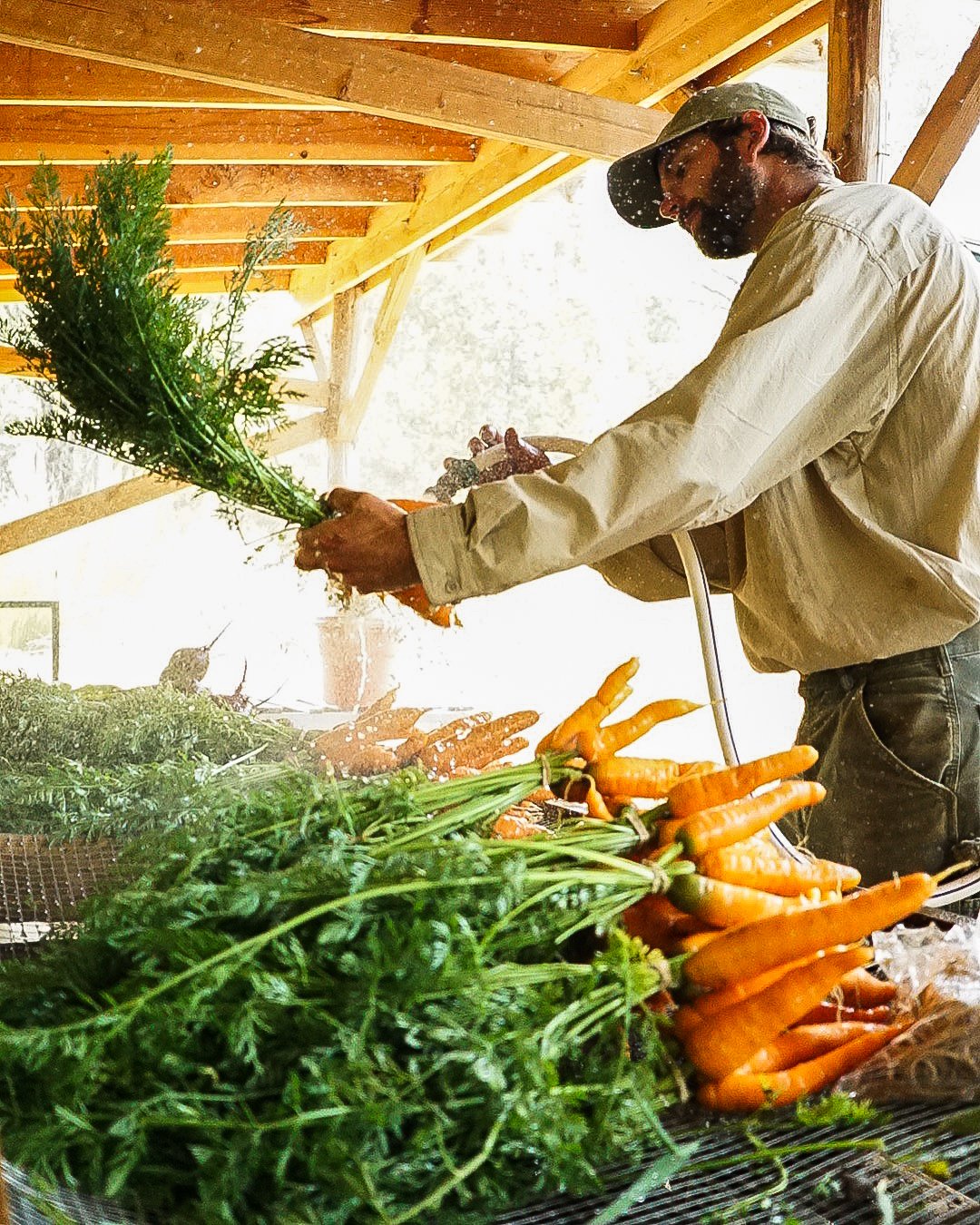 A person wearing a beige shirt and a green cap is watering freshly harvested carrots and greenery in a rustic wooden shed. Photo © Rachelle Lerude – The Farm Photographer