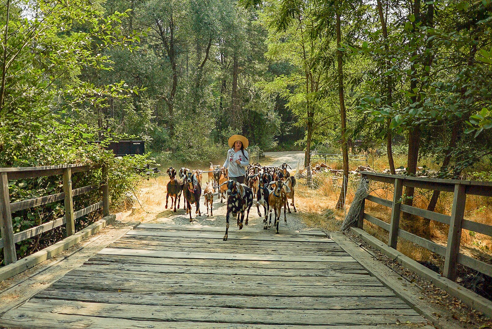 A woman herding goats on a wooden bridge surrounded by lush green trees. Photo © Rachelle Lerude – The Farm Photographer