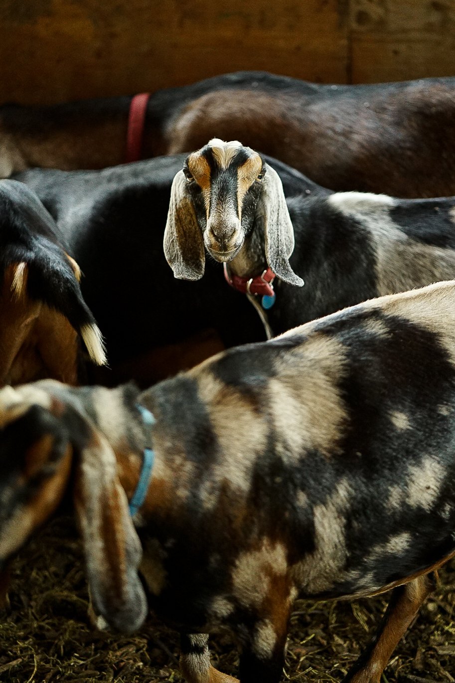 Group of goats indoors, with one goat prominently looking directly at the camera. Photo © Rachelle Lerude – The Farm Photographer