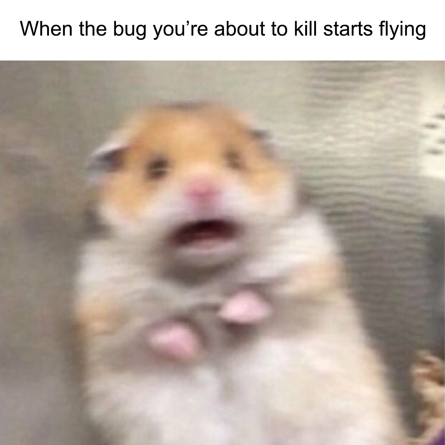 BugFlyingHamsterMemeNoPromo.jpg