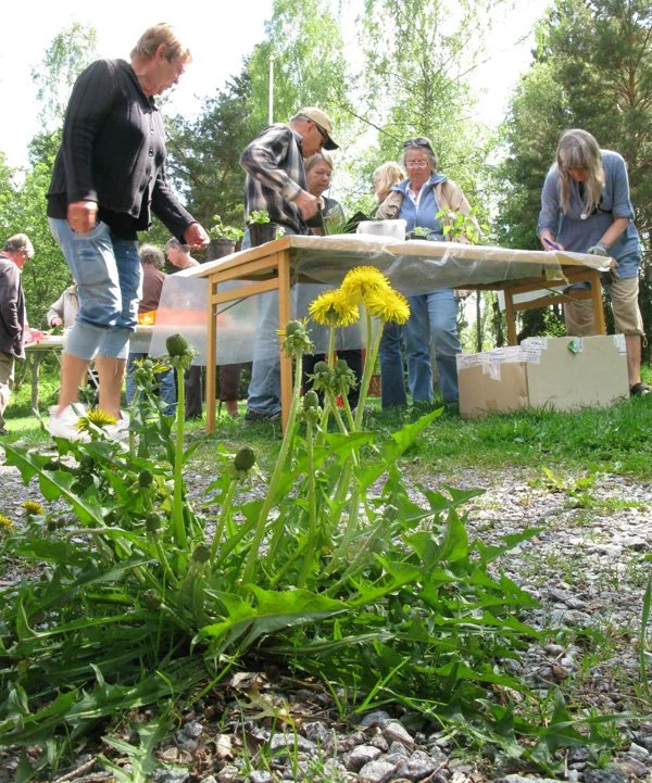  Betydligt ädlare perenner än denna vilda variant fanns på borden på plantbytardagen... 