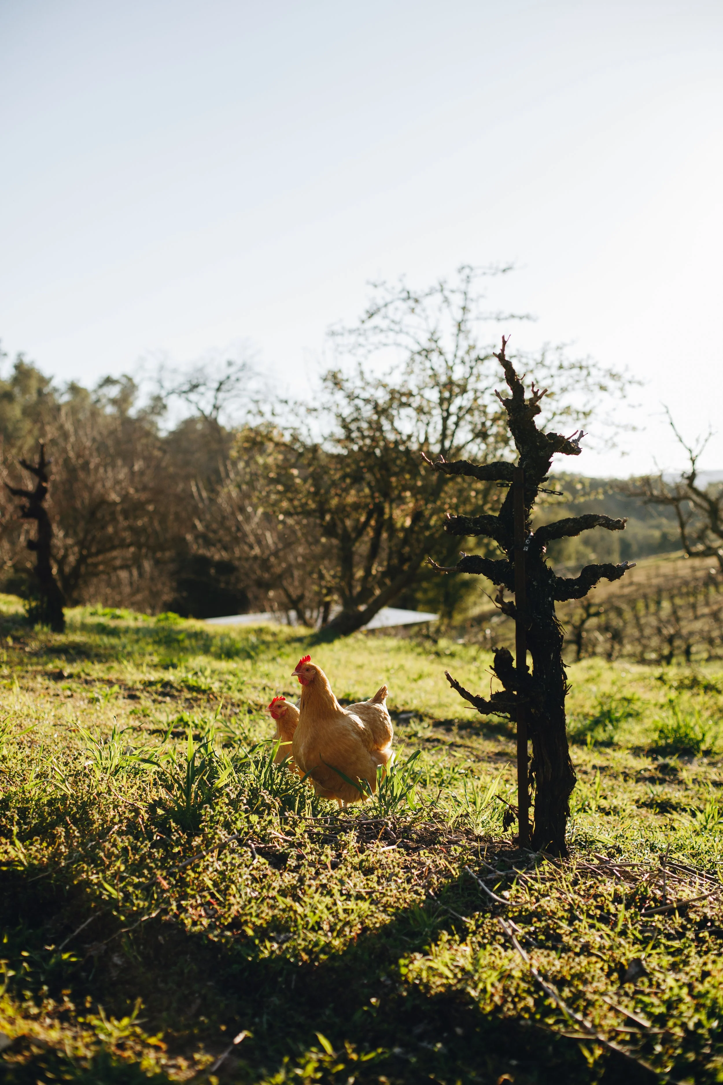 Two chickens walking in a grassy field with trees and a vineyard in the background on a sunny day.
