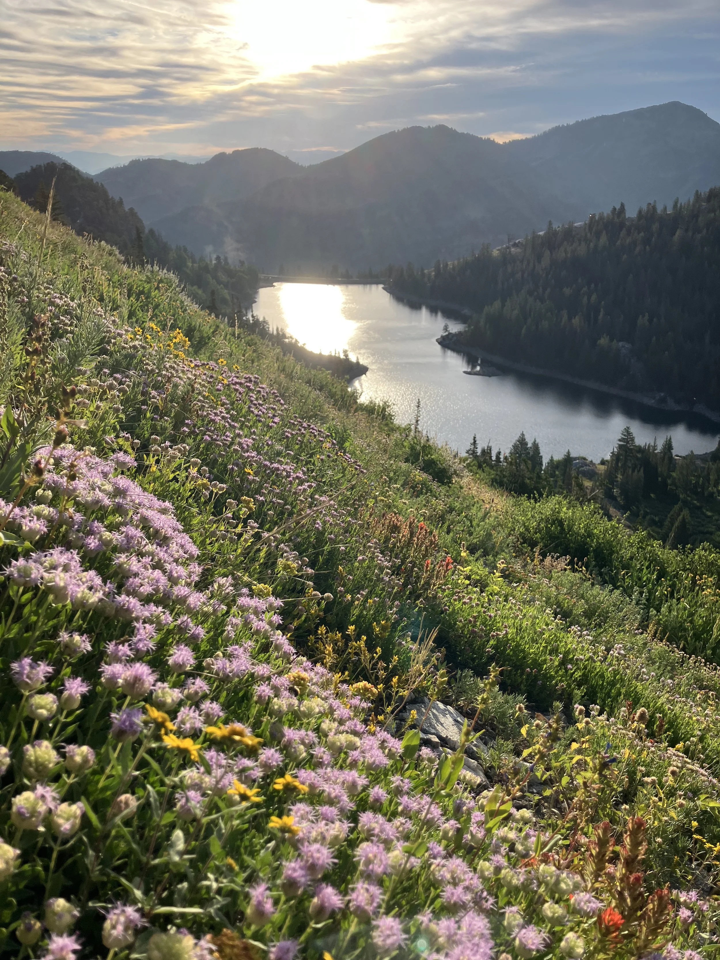 Mark's Wasatch Wildflowers book