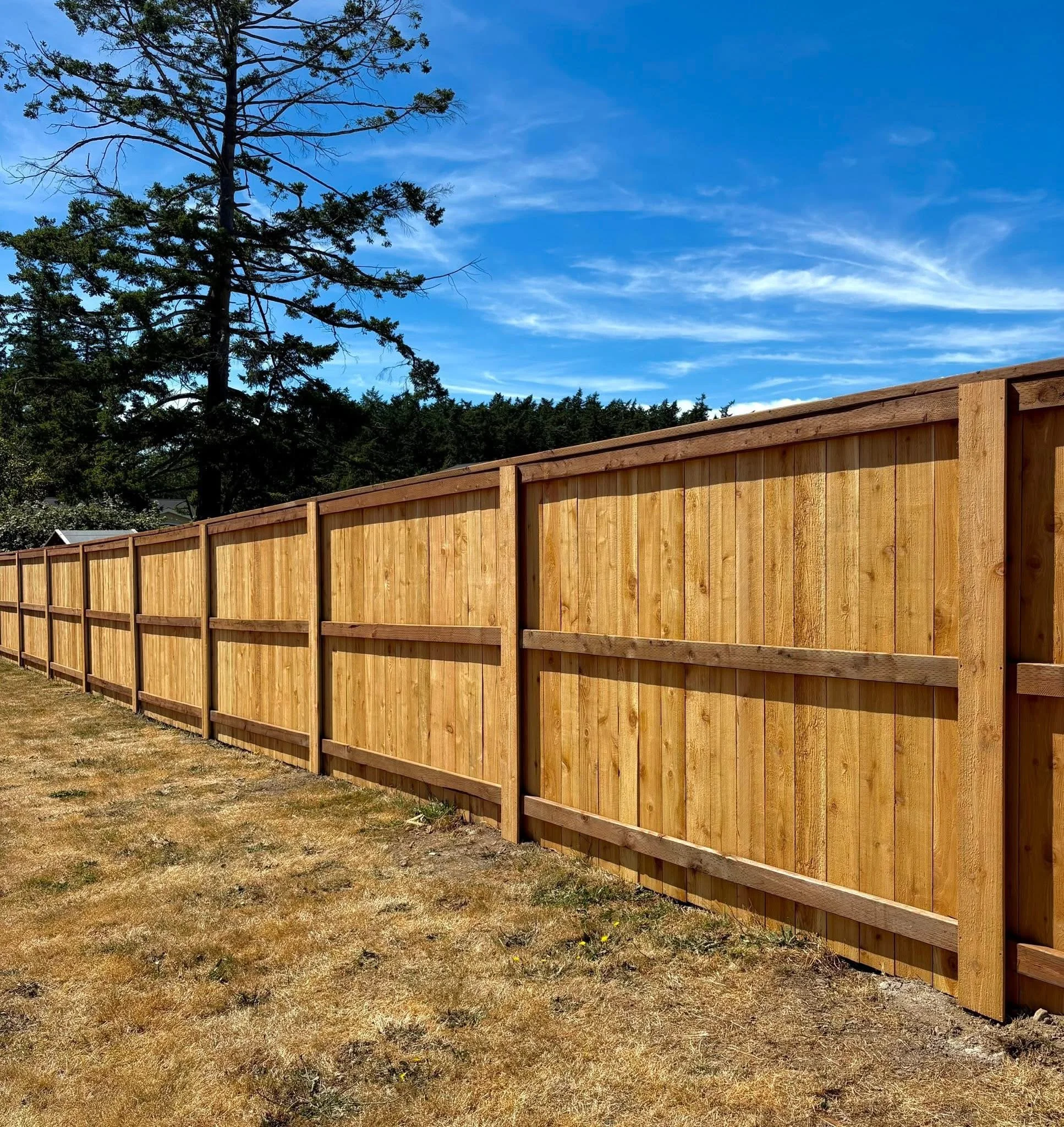 A wooden fence runs along a dry, yellowish-brown grassy yard with a large tree and a blue sky with scattered clouds in the background.