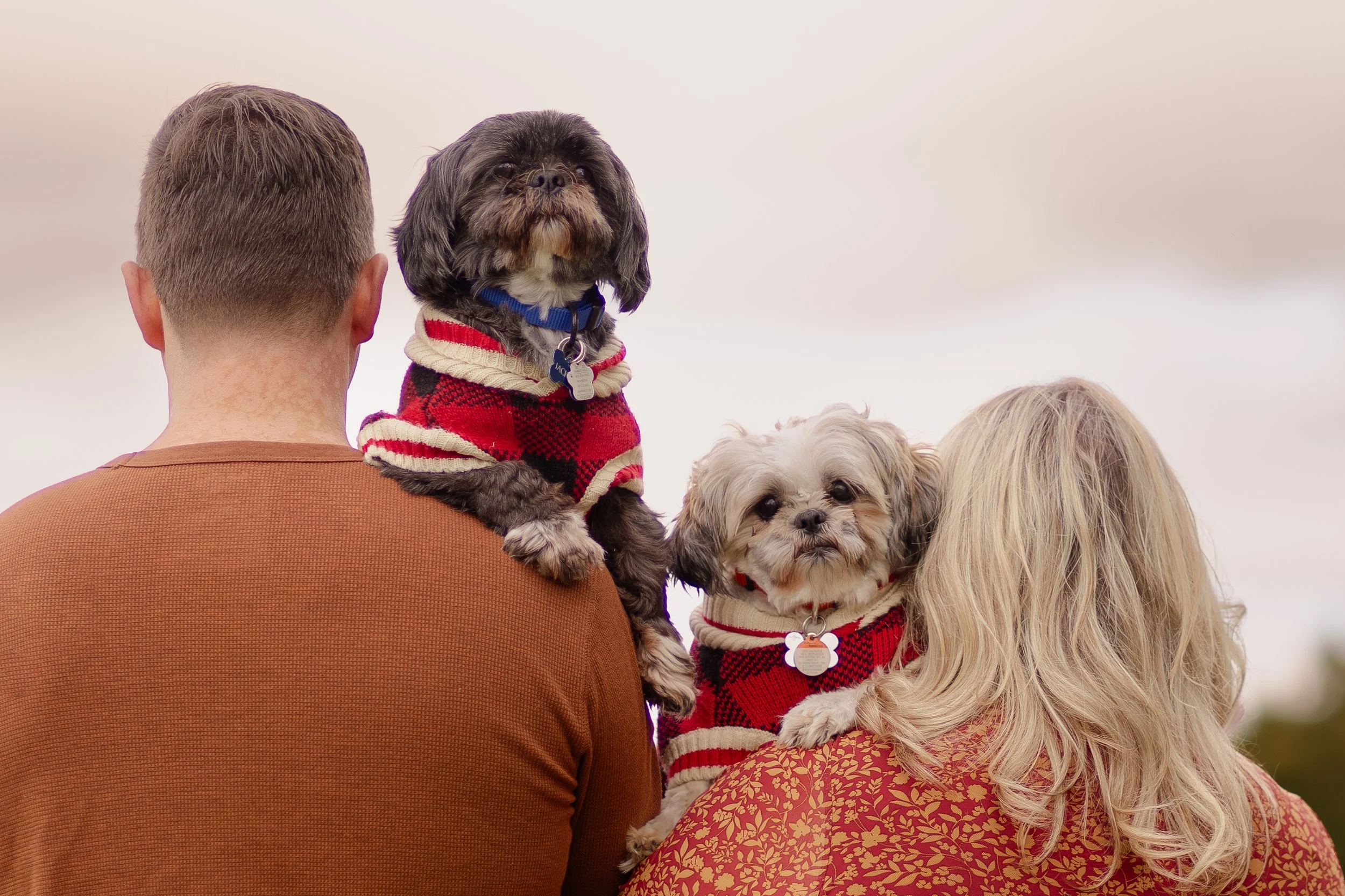 A man and woman are holding two small dogs with long, fluffy fur and wearing red and white sweaters. The dogs are facing forward, and the woman has long blonde hair. The man's back is to the camera, and only the dogs and part of the woman are visible.