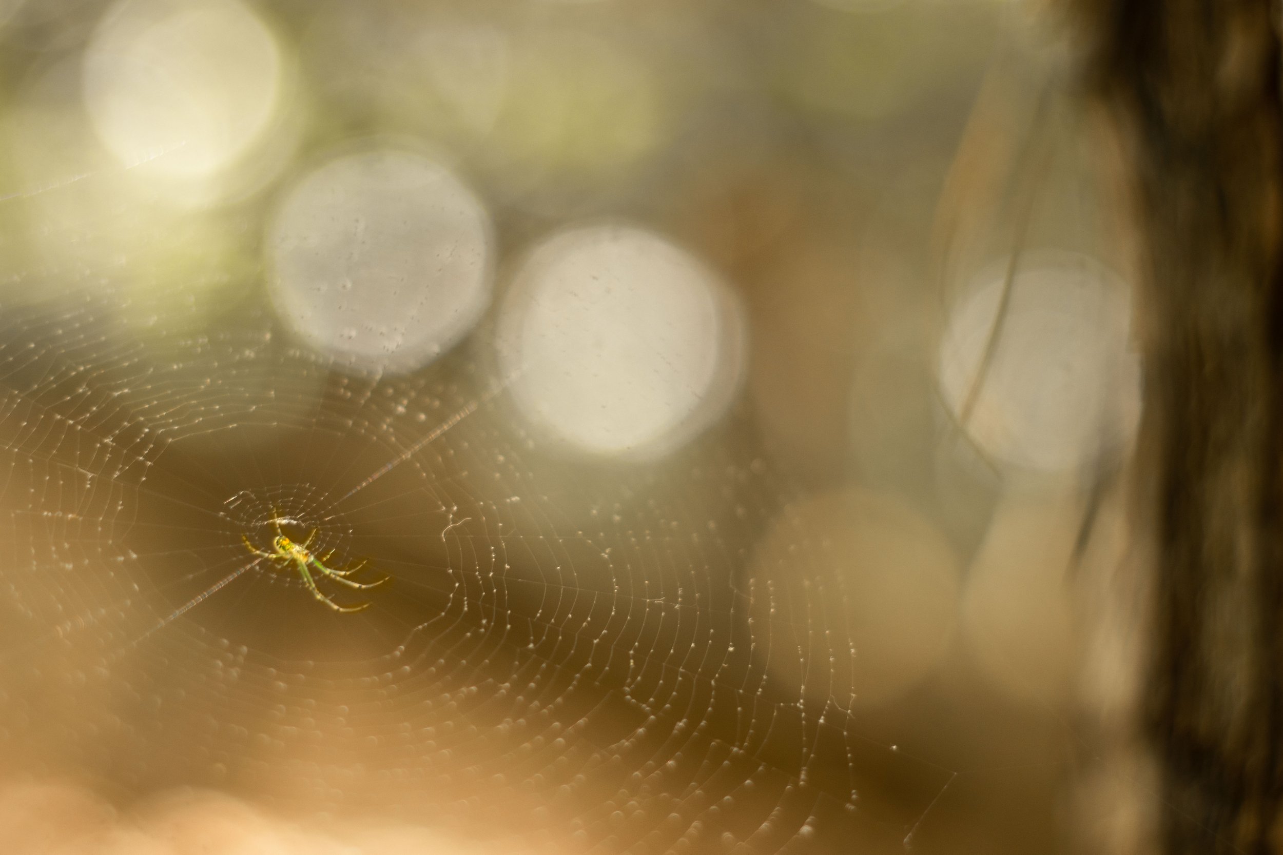 MBryant_Spider.jpg