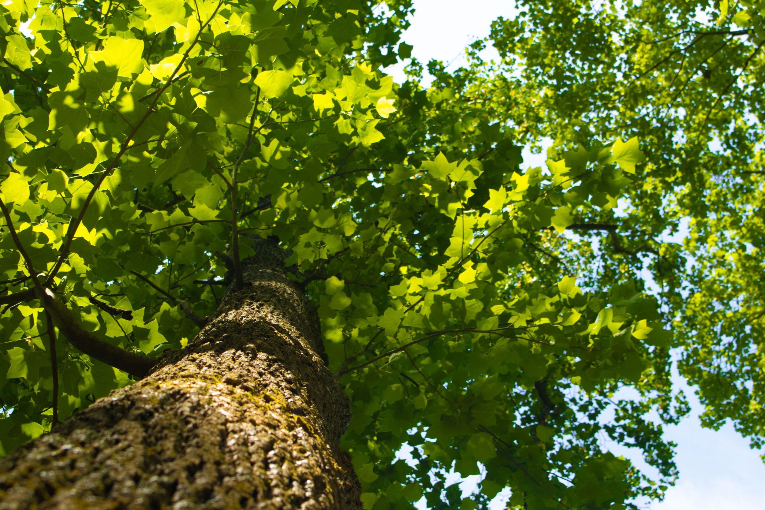 MBryant_Tree.jpg