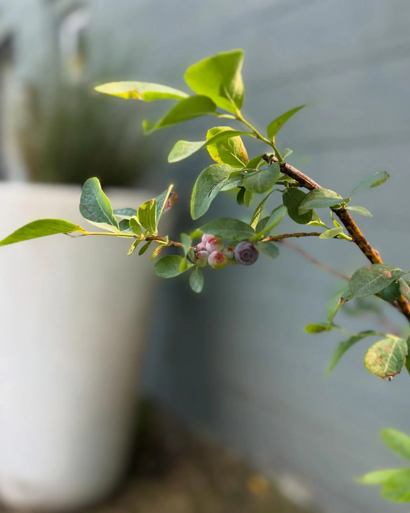 Blueberry season at the studio 🫐