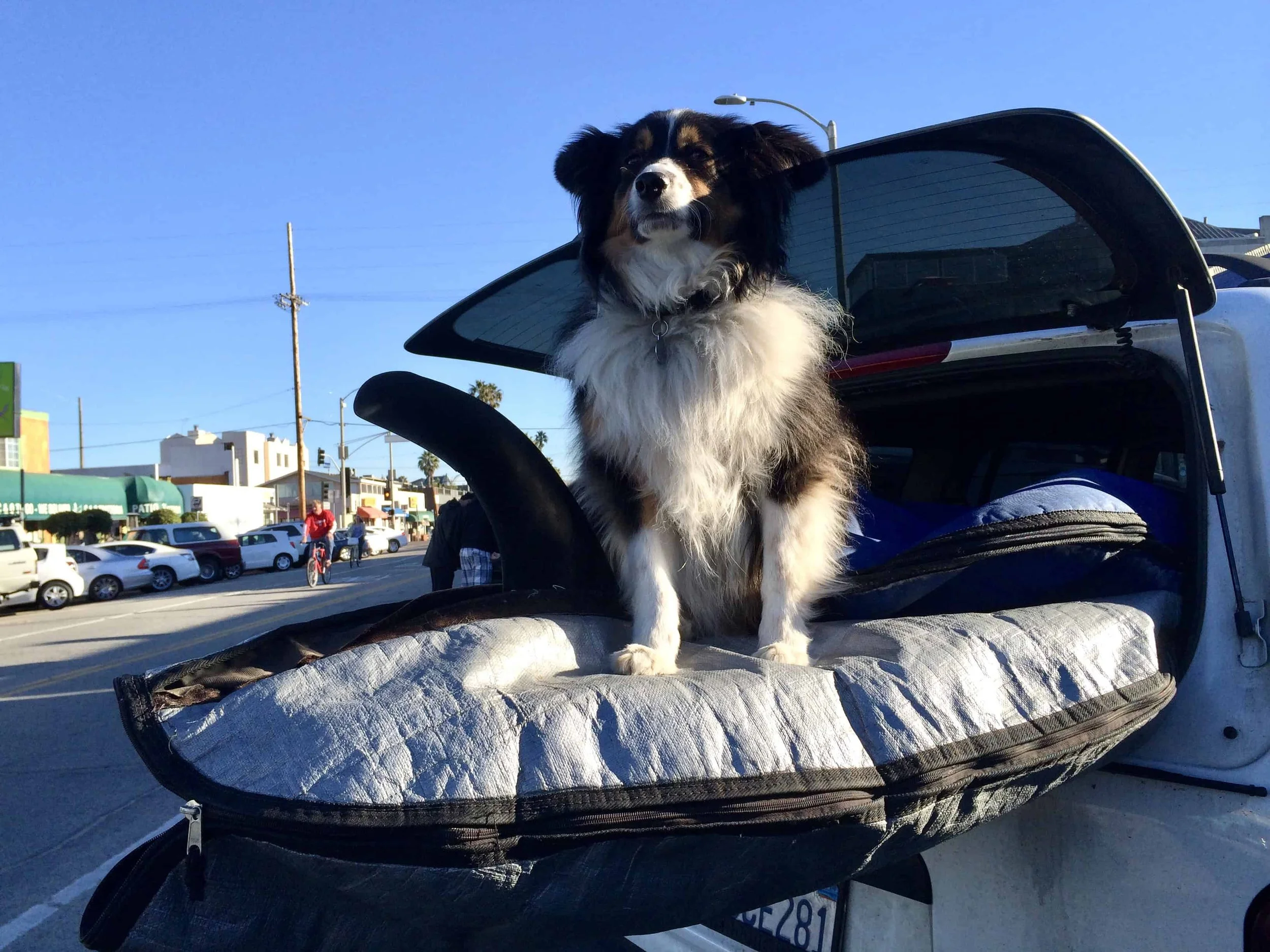 Milo guarding the surfboards while Jay and I checked the waves.