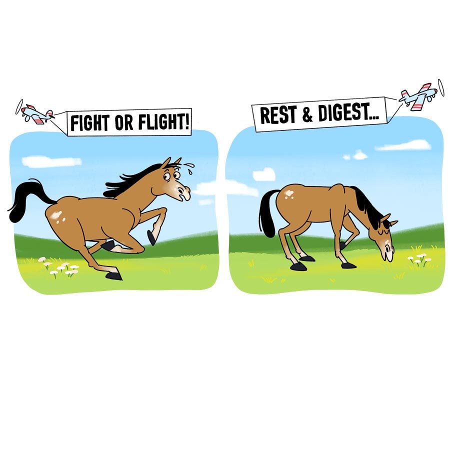 Illustration of a horse with two contrasting scenarios. Left panel: horse running with "Fight or Flight!" text. Right panel: horse calmly grazing with "Rest & Digest..." text. Background shows green fields and blue sky.