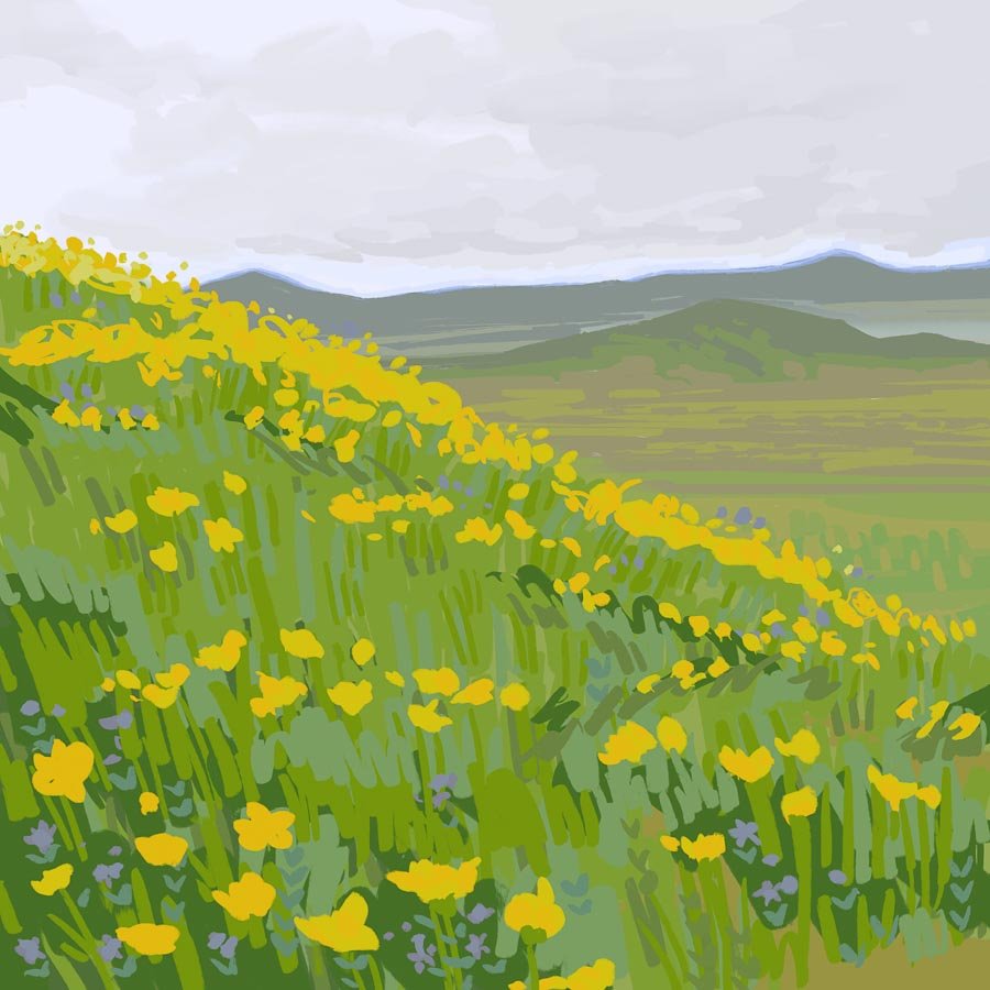 Illustration of a field of yellow flowers on a hillside with distant mountains under a cloudy sky.