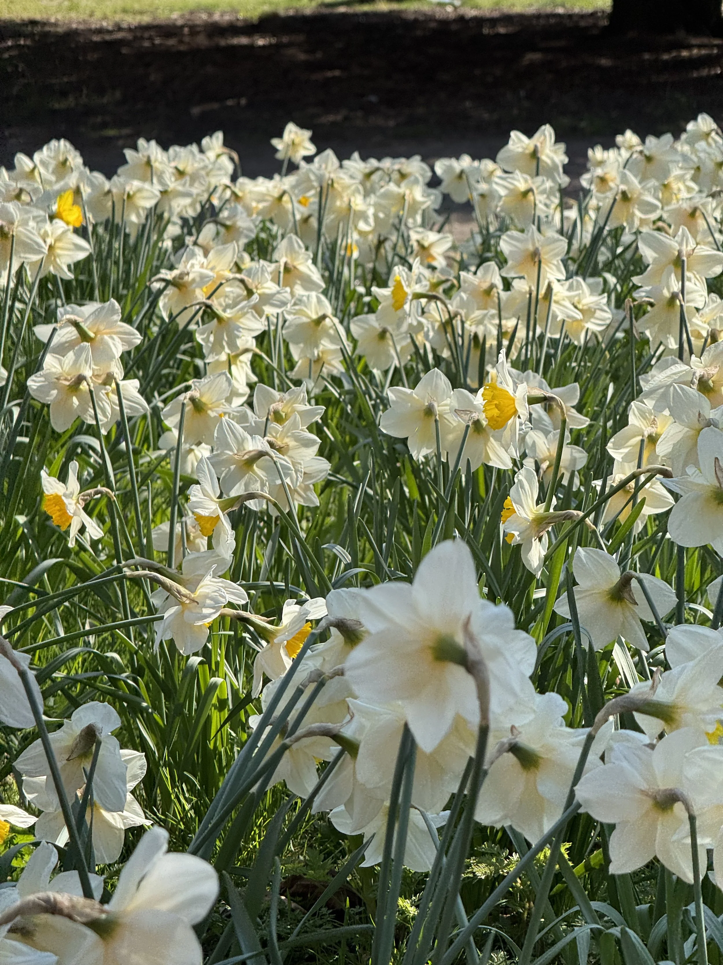 Spring Quotes to Note