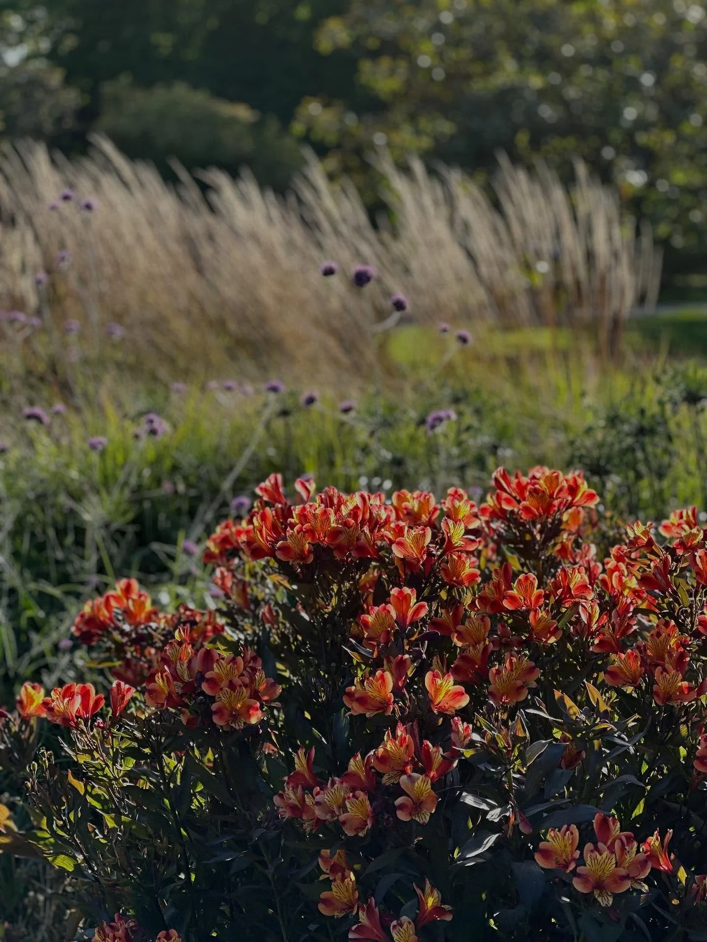 Colour study at Kew in the early autumn sun 🌞