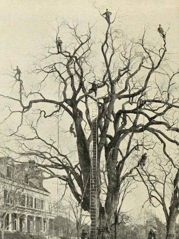 Someone in a tree 🌳