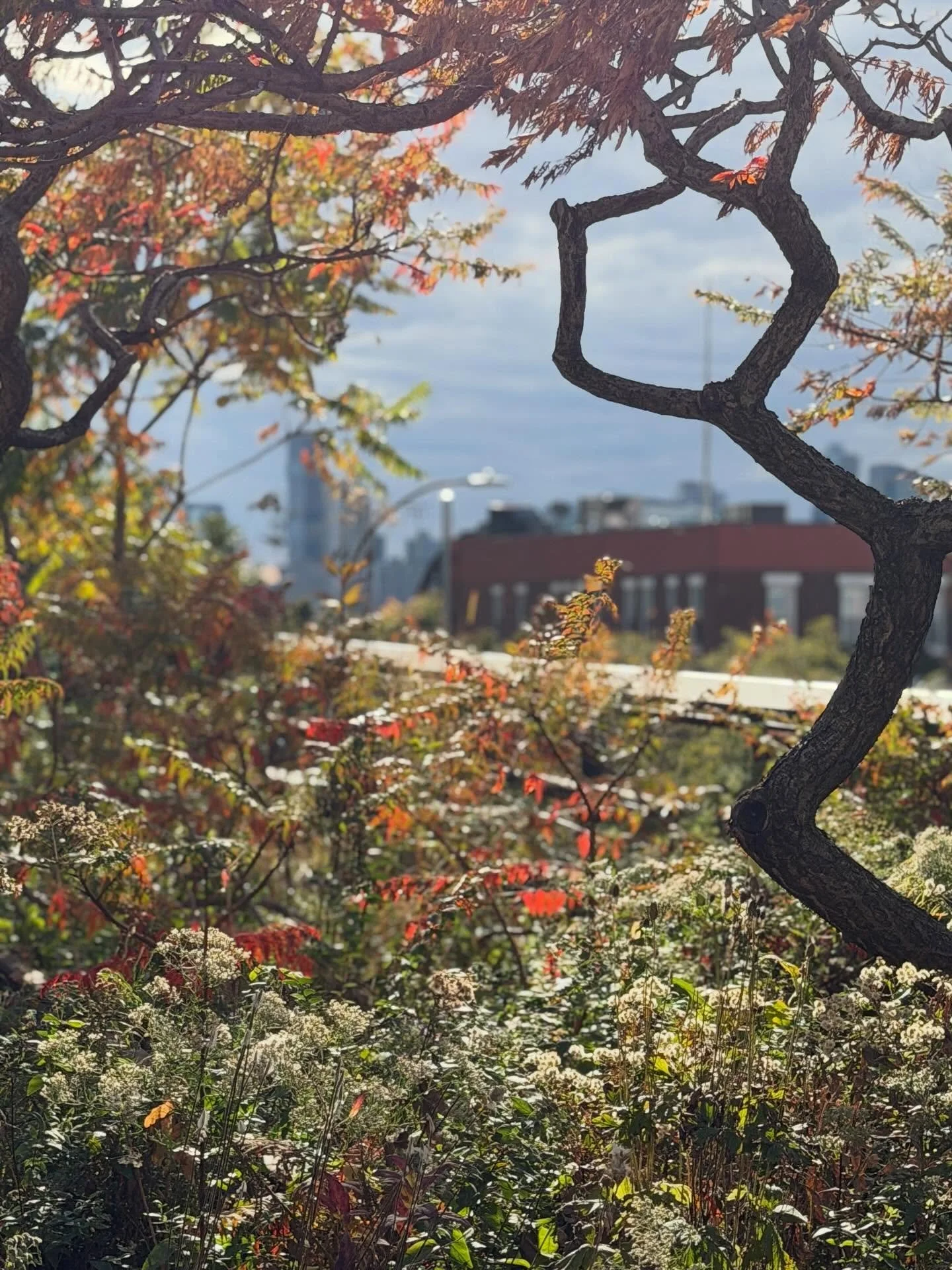 It&rsquo;s amazing what a difference just ten days can make in autumnal change - the Highline today looks vastly different from last time, with the Staghorn sumacs, Rhus typhina, making a particularly spectacular display of red foliage. Windy, cold a