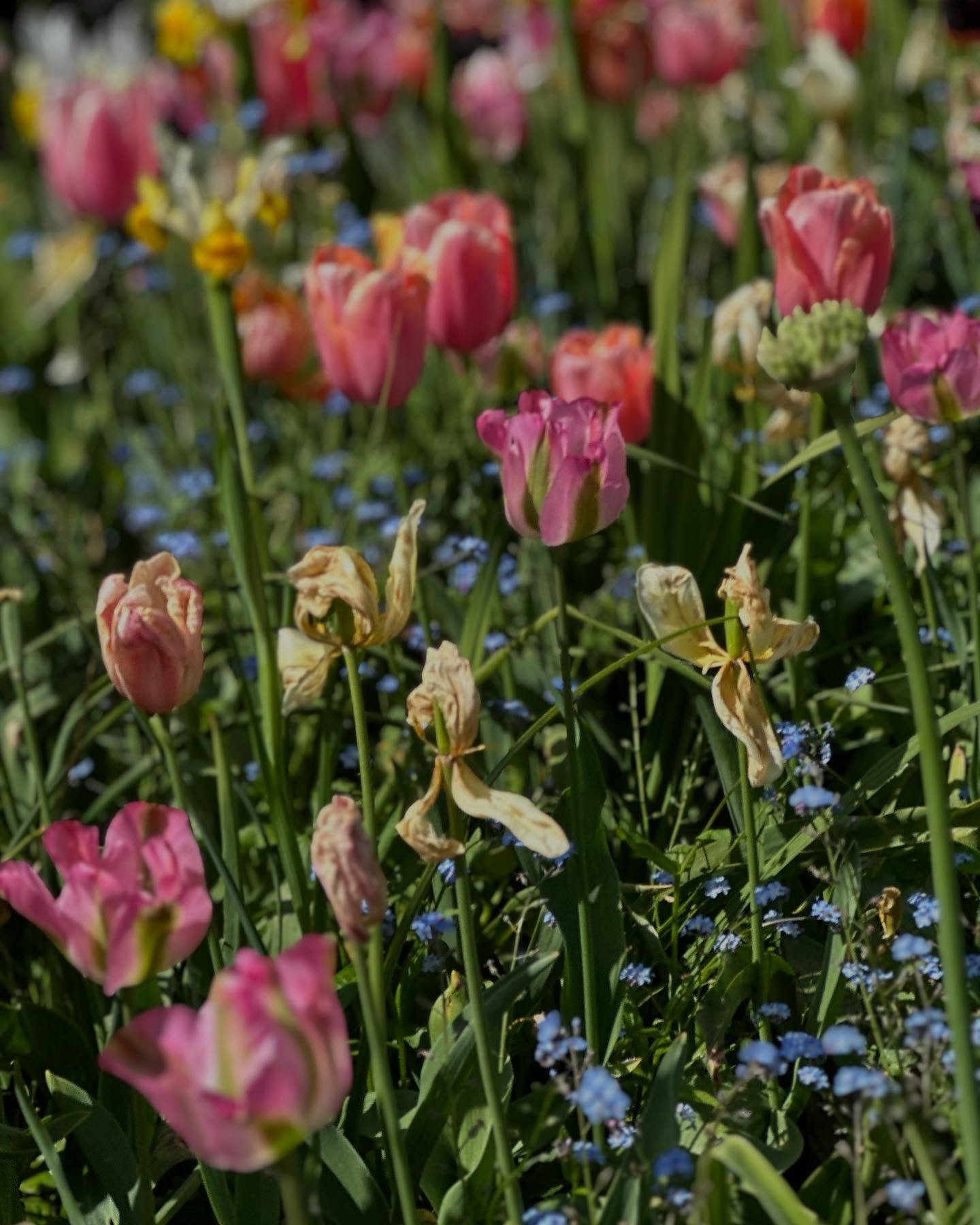 Gems from a gem of a place on a sunny May day 💚 @charlestontrust