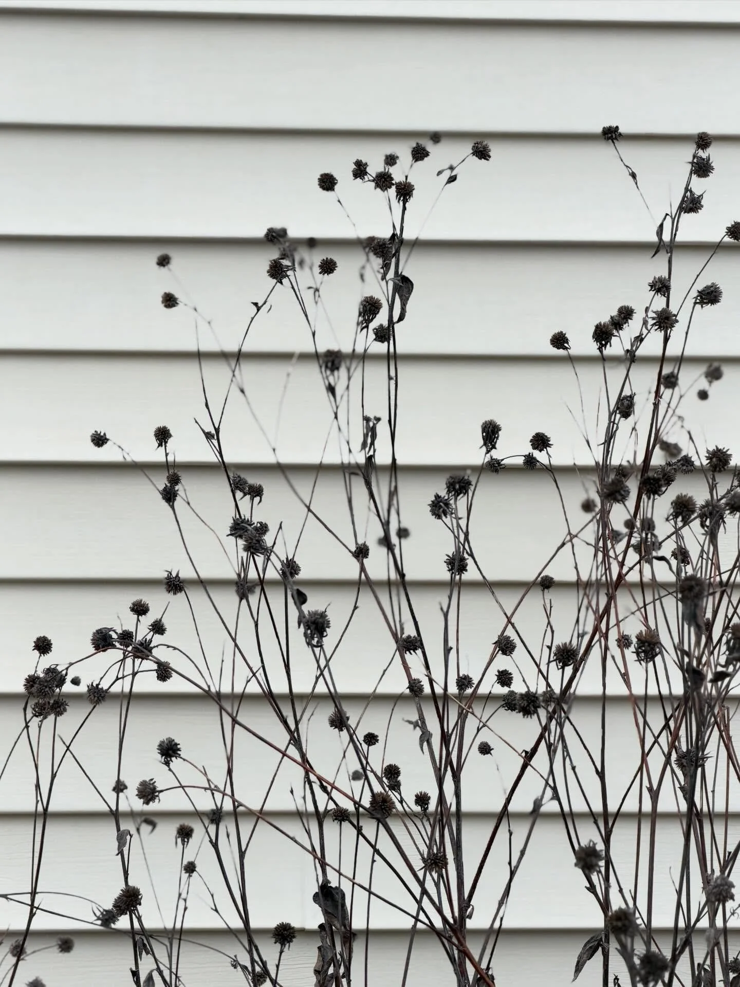 Some winterest as of late in Maine - particularly love the dark seedheads against the bright background.